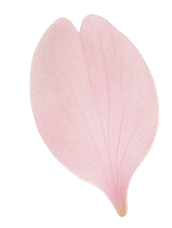 桜の花びら
