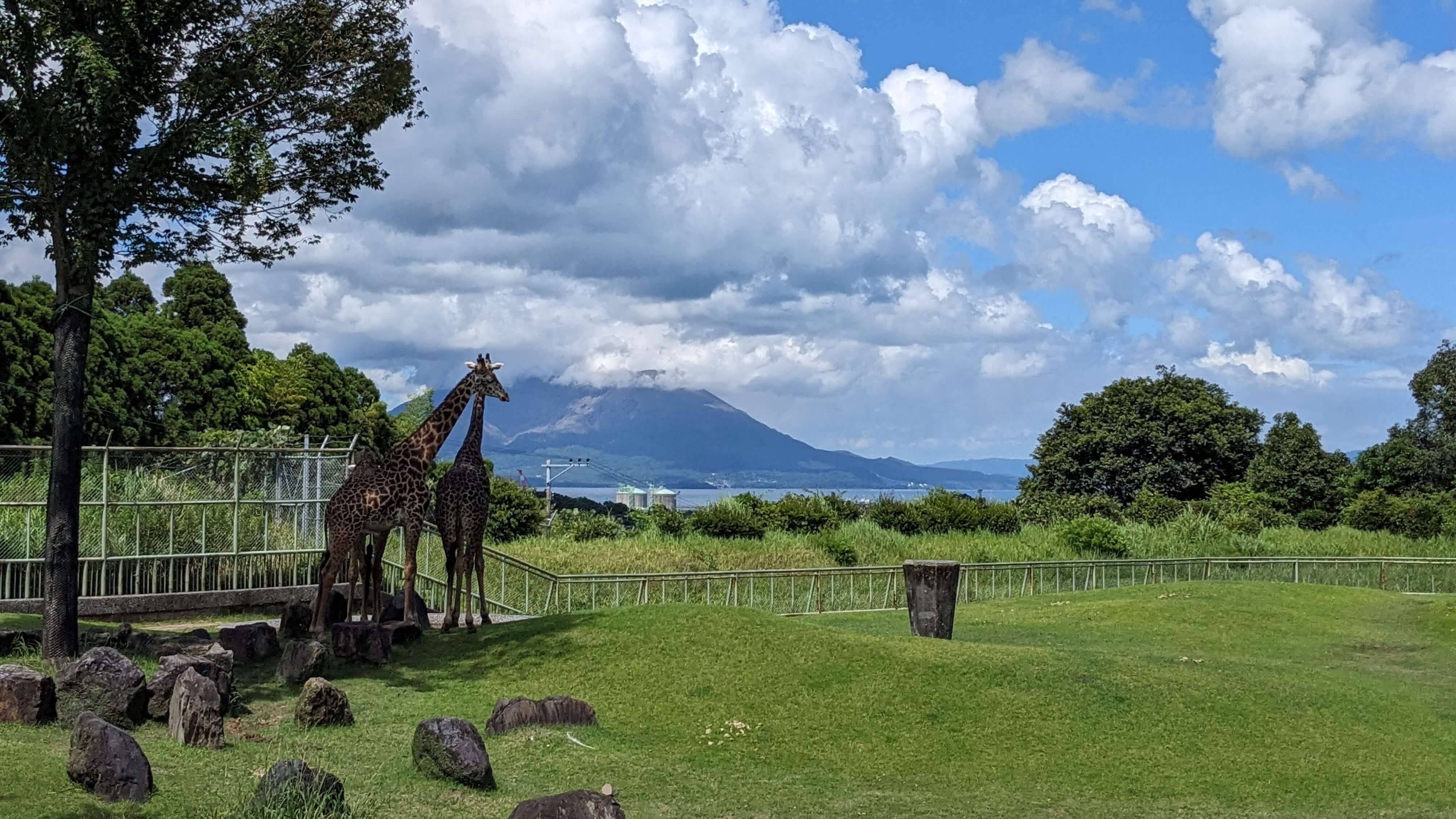 【鹿児島市平川動物公園】平川動物園を満喫！たくさんの動物に会ってきました