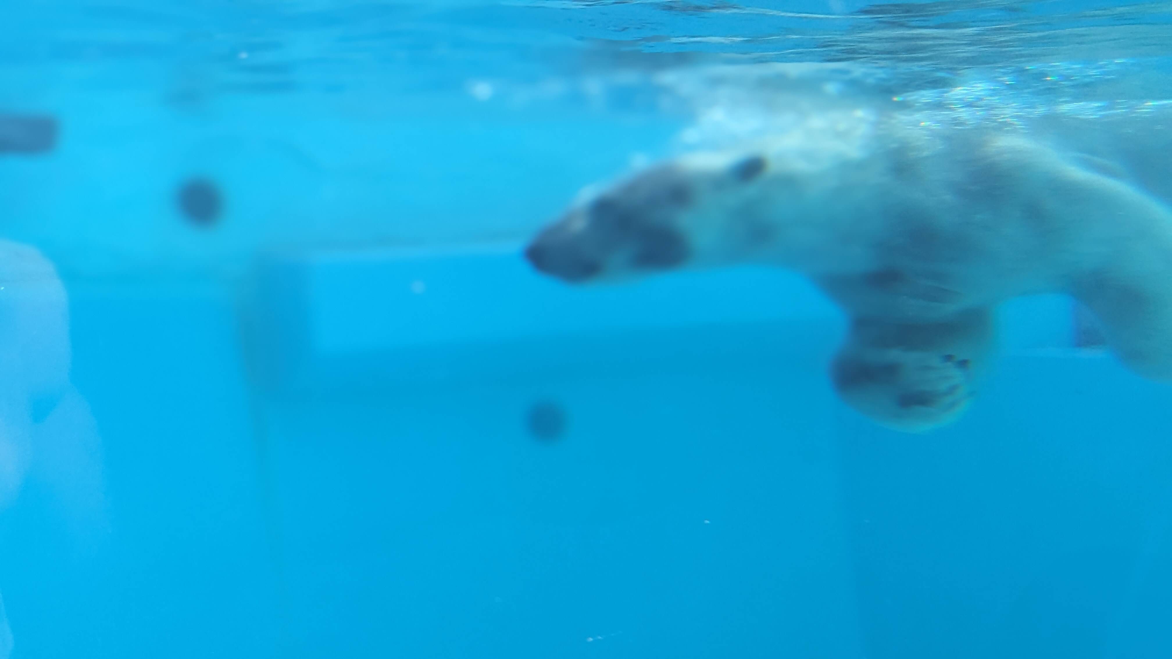 鹿児島市平川動物公園 サムネイル 6
