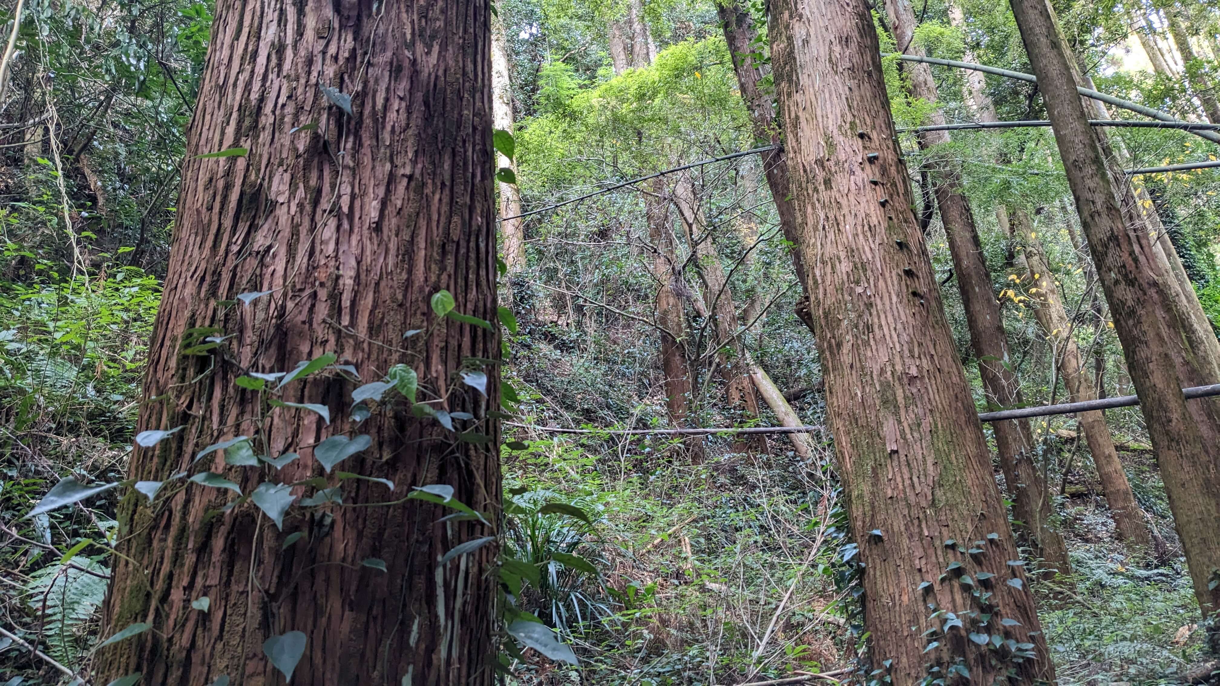 構成と性格