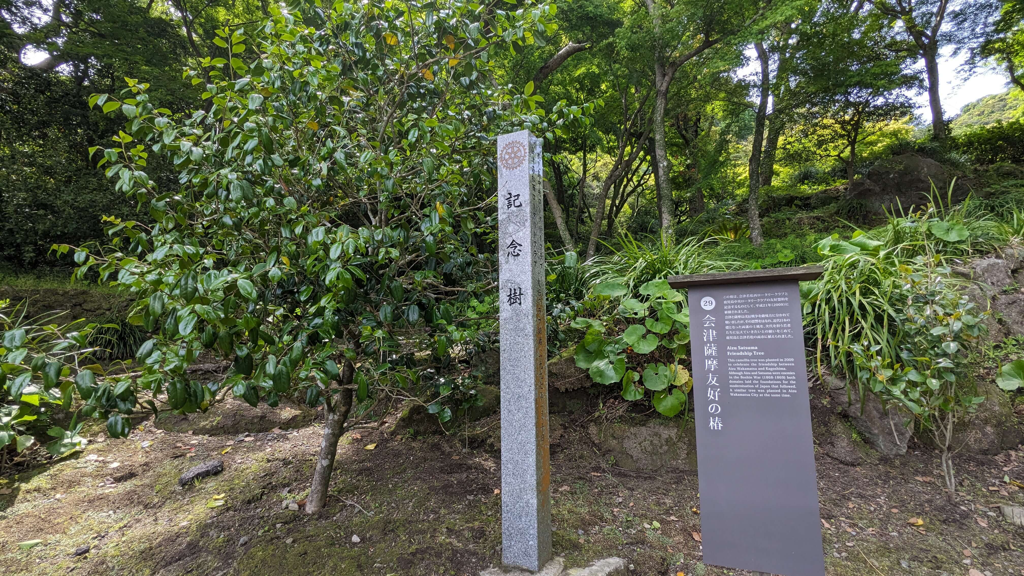 会津薩摩友好の椿