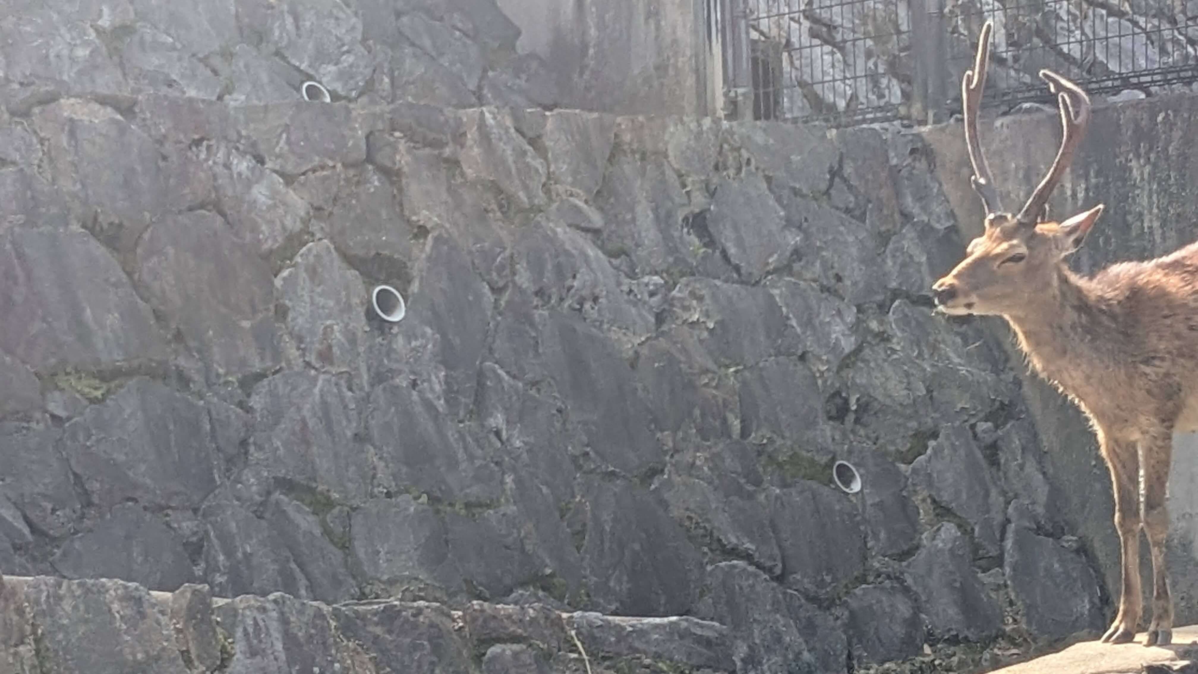 鹿児島市平川動物公園 サムネイル 7