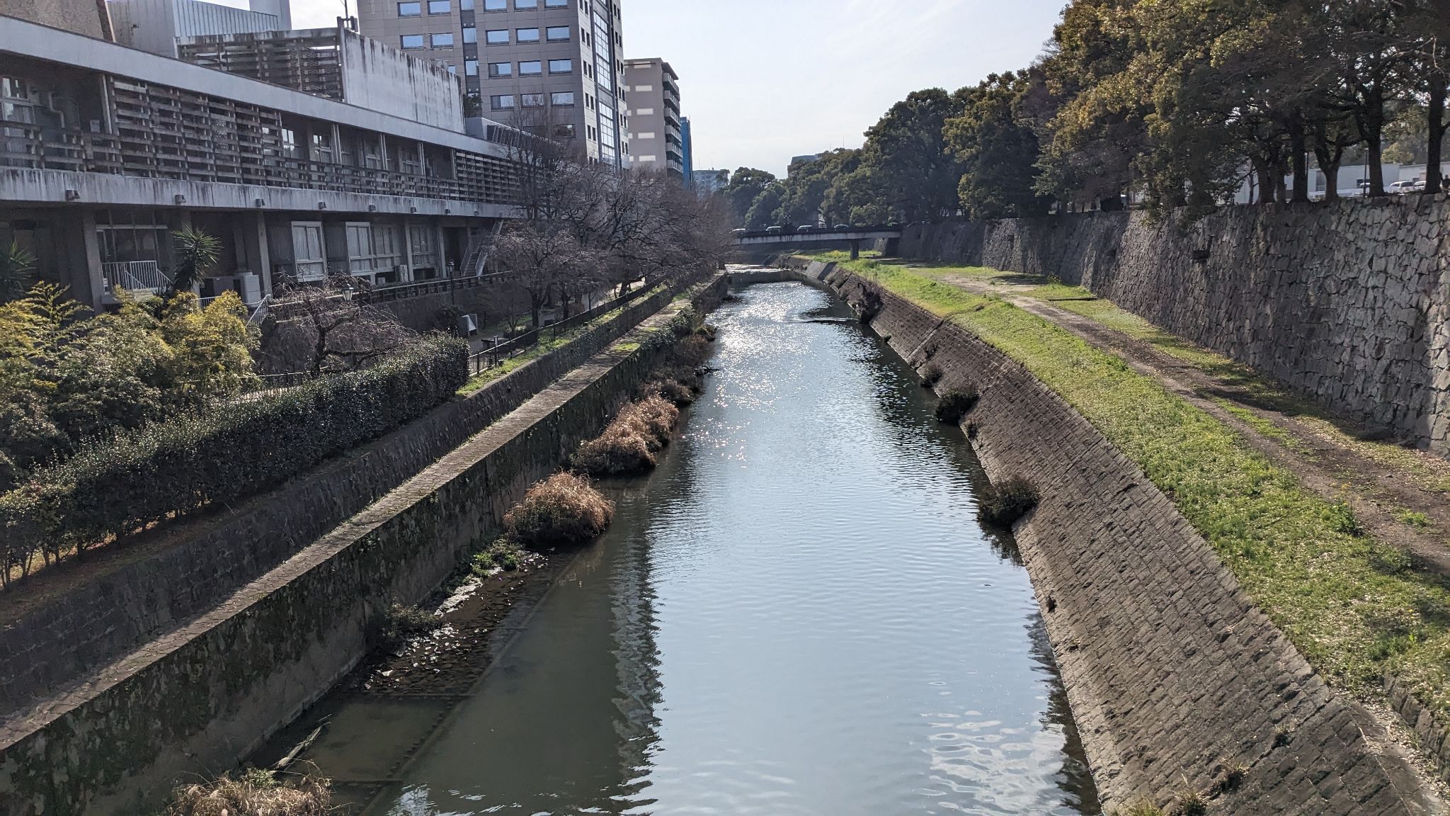 坪井川 1