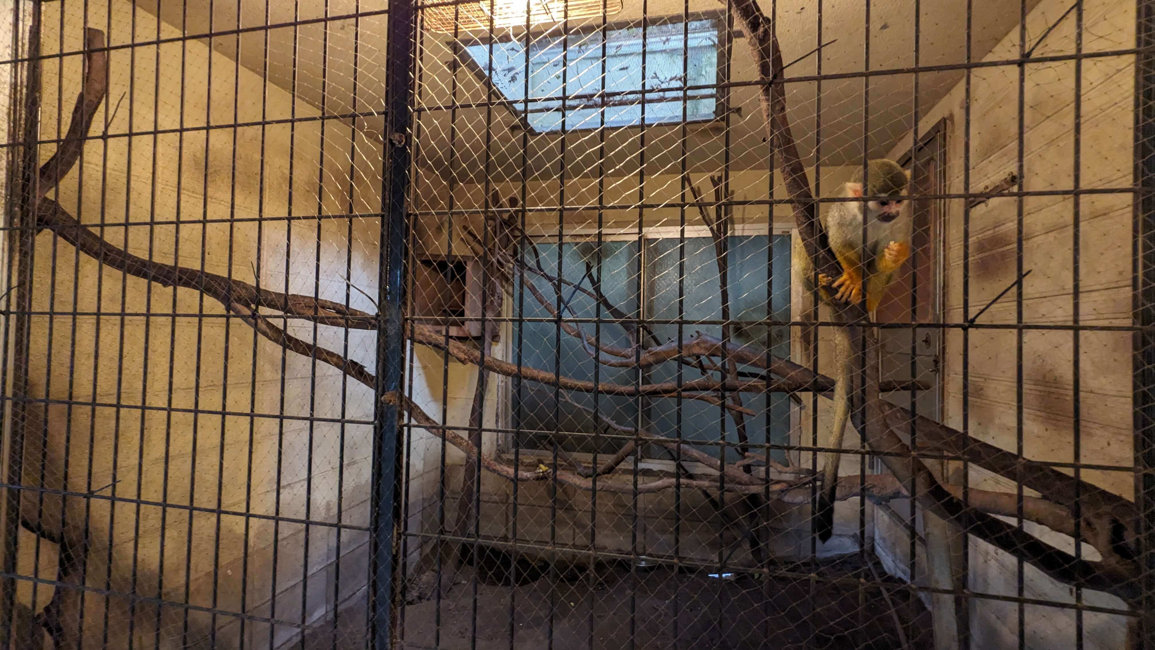 動物たち サムネイル 10