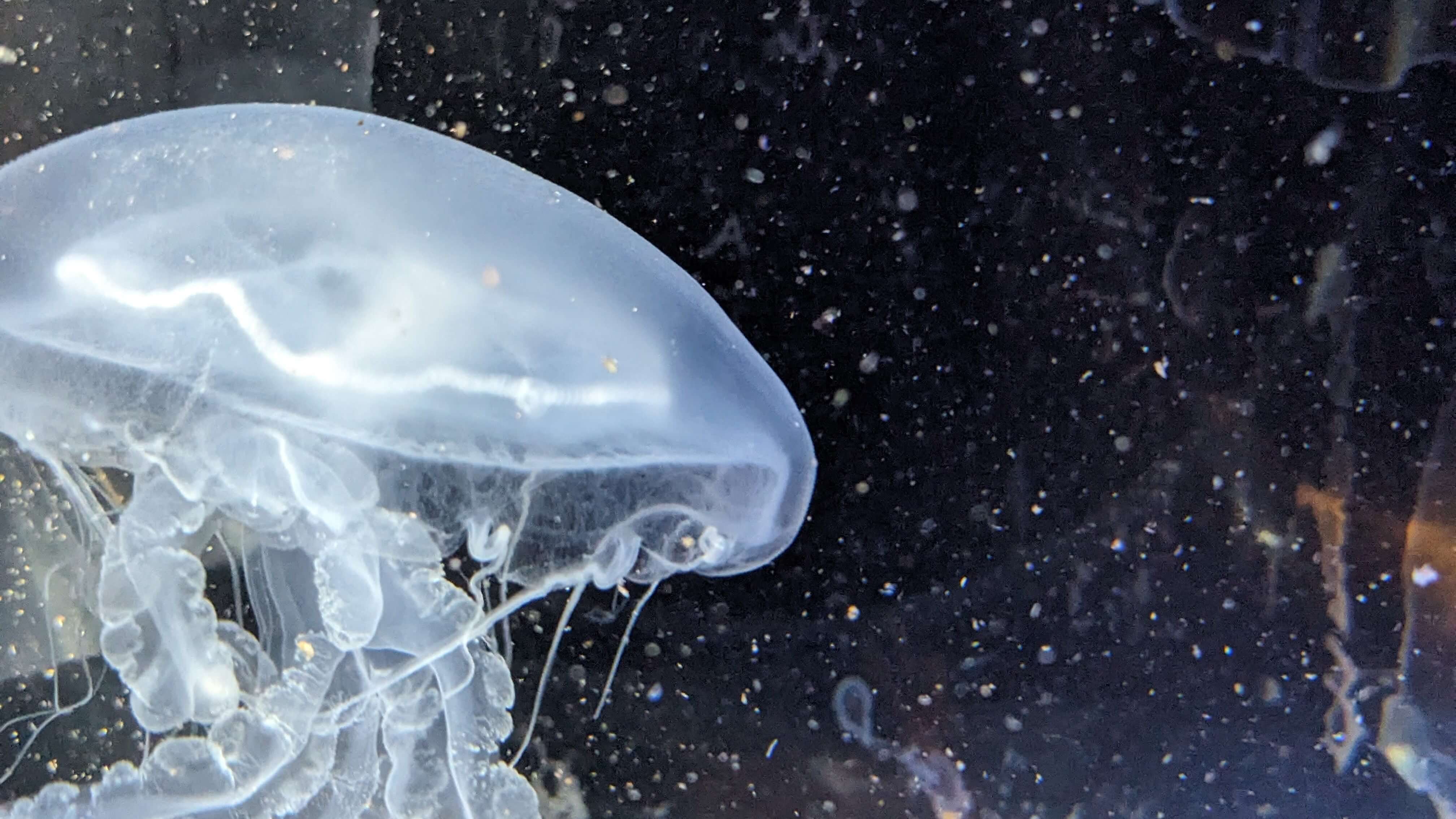 いおワールドかごしま水族館 サムネイル 7