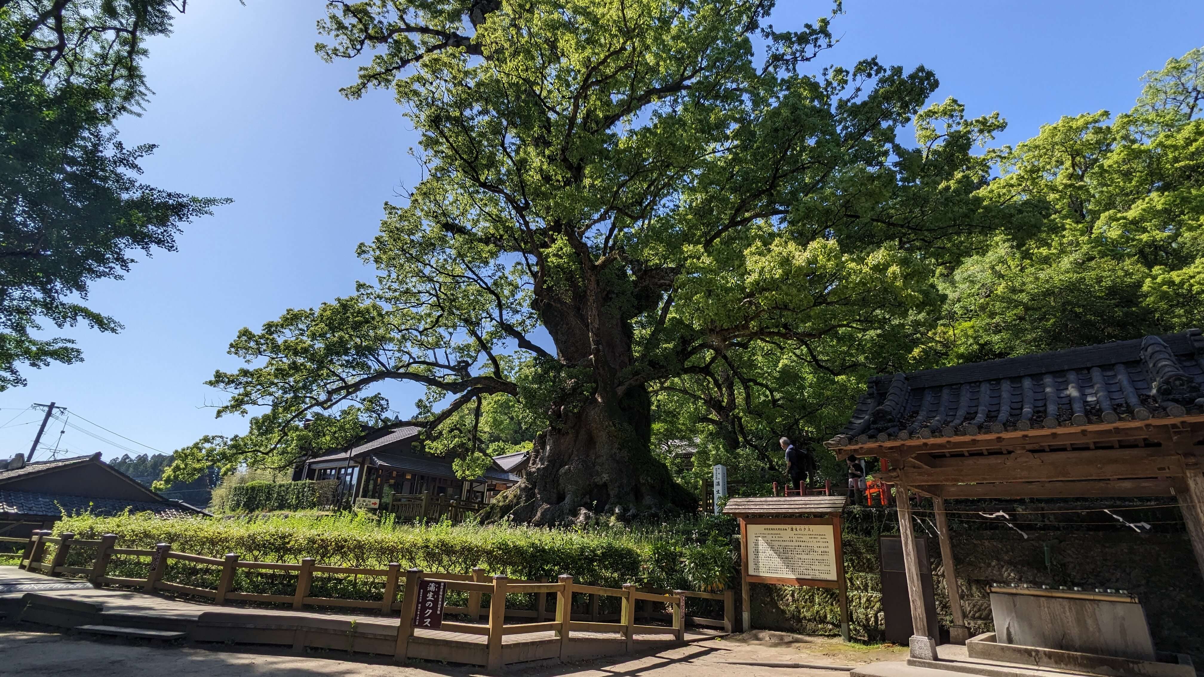 大クスの中身はどのようになっている？