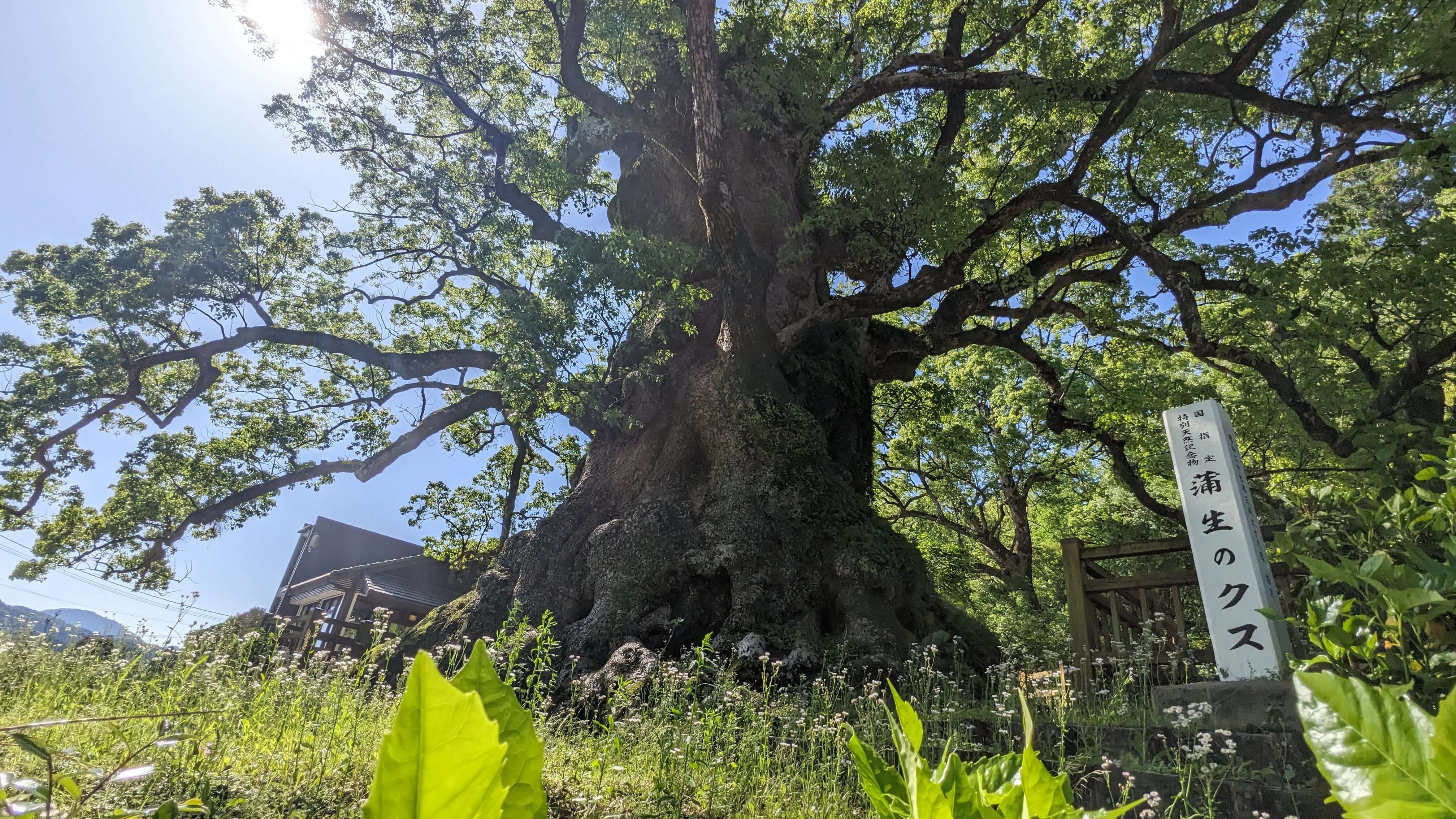 【鹿児島】蒲生八幡神社と日本一の巨樹・大クスを巡る旅：歴史と自然が息づく姶良の名所