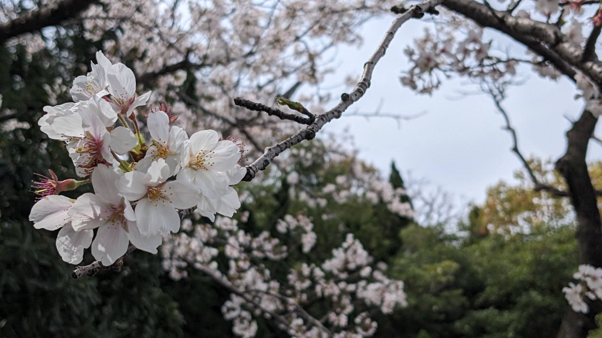 大濠公園