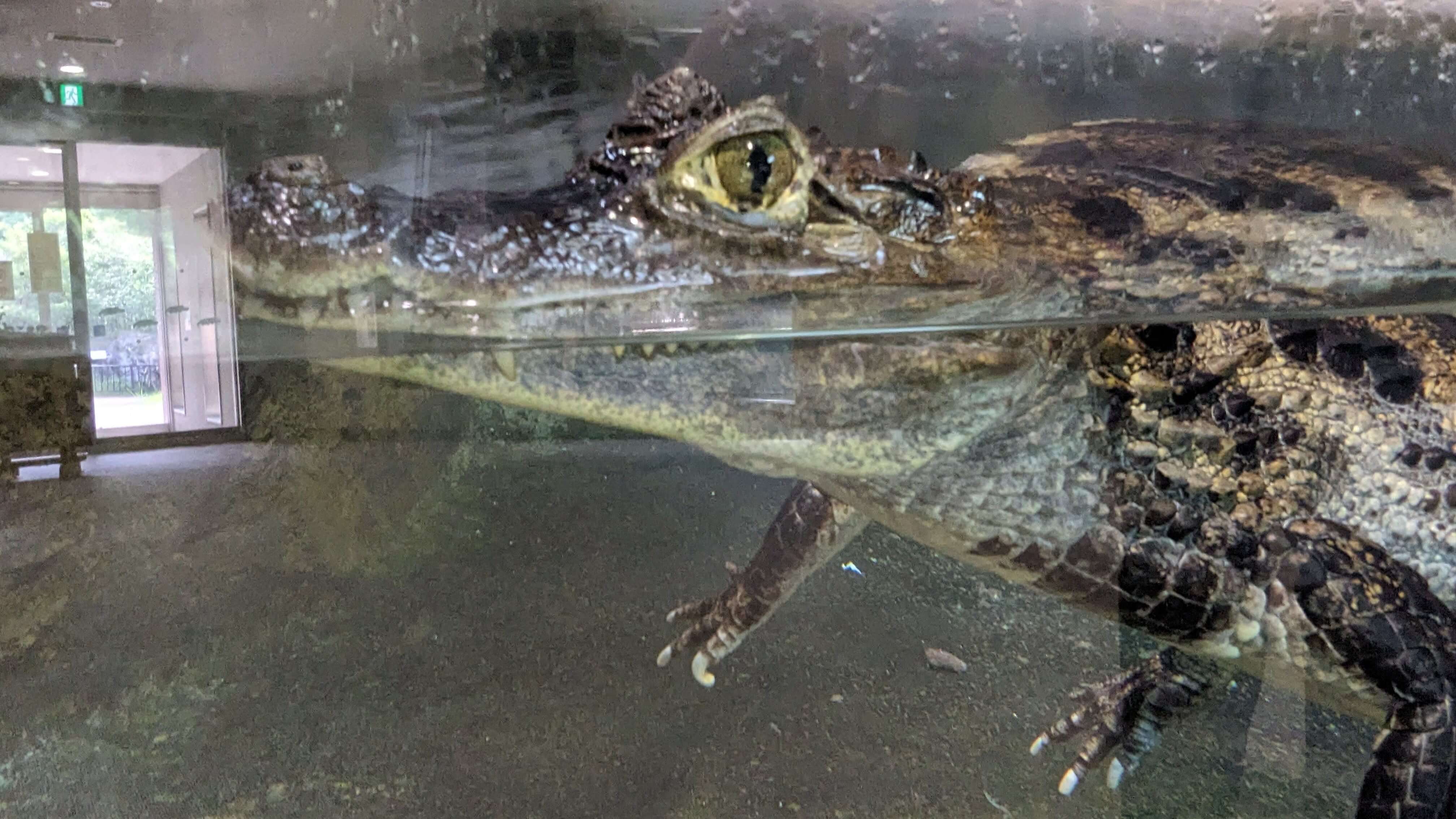 鹿児島市平川動物公園 サムネイル 4