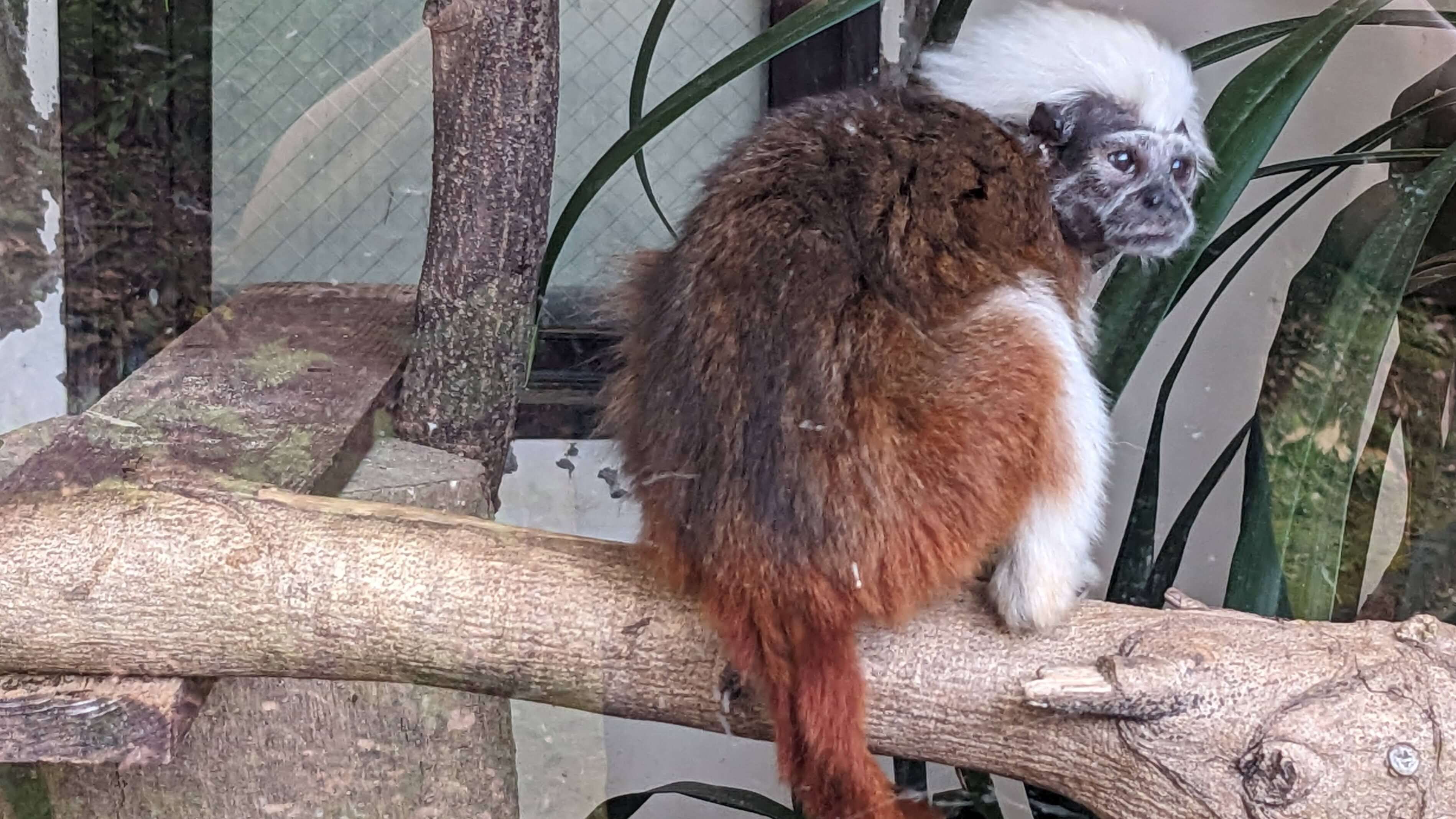 鹿児島市平川動物公園 サムネイル 10