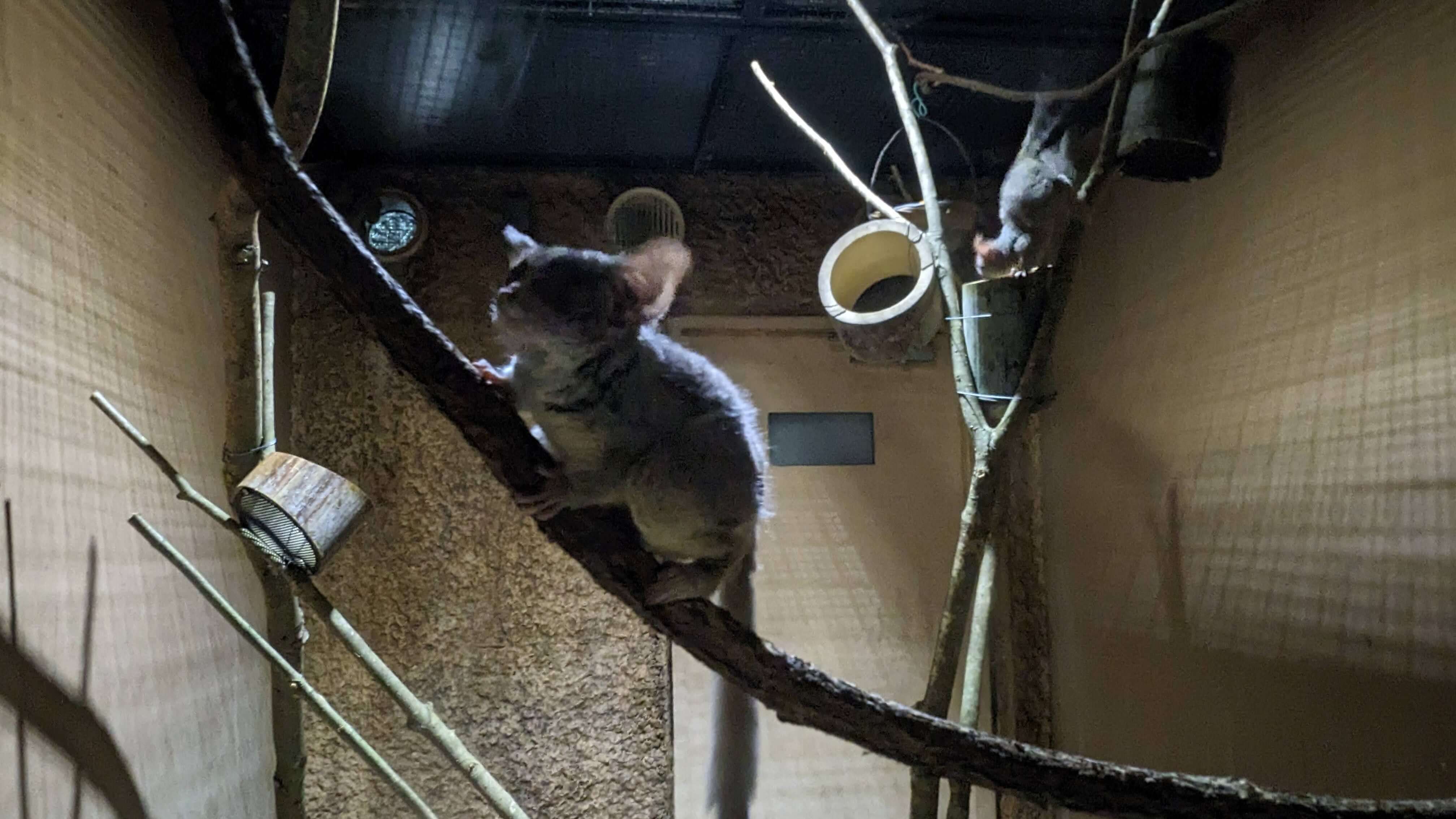 たくさんの動物たち サムネイル 6