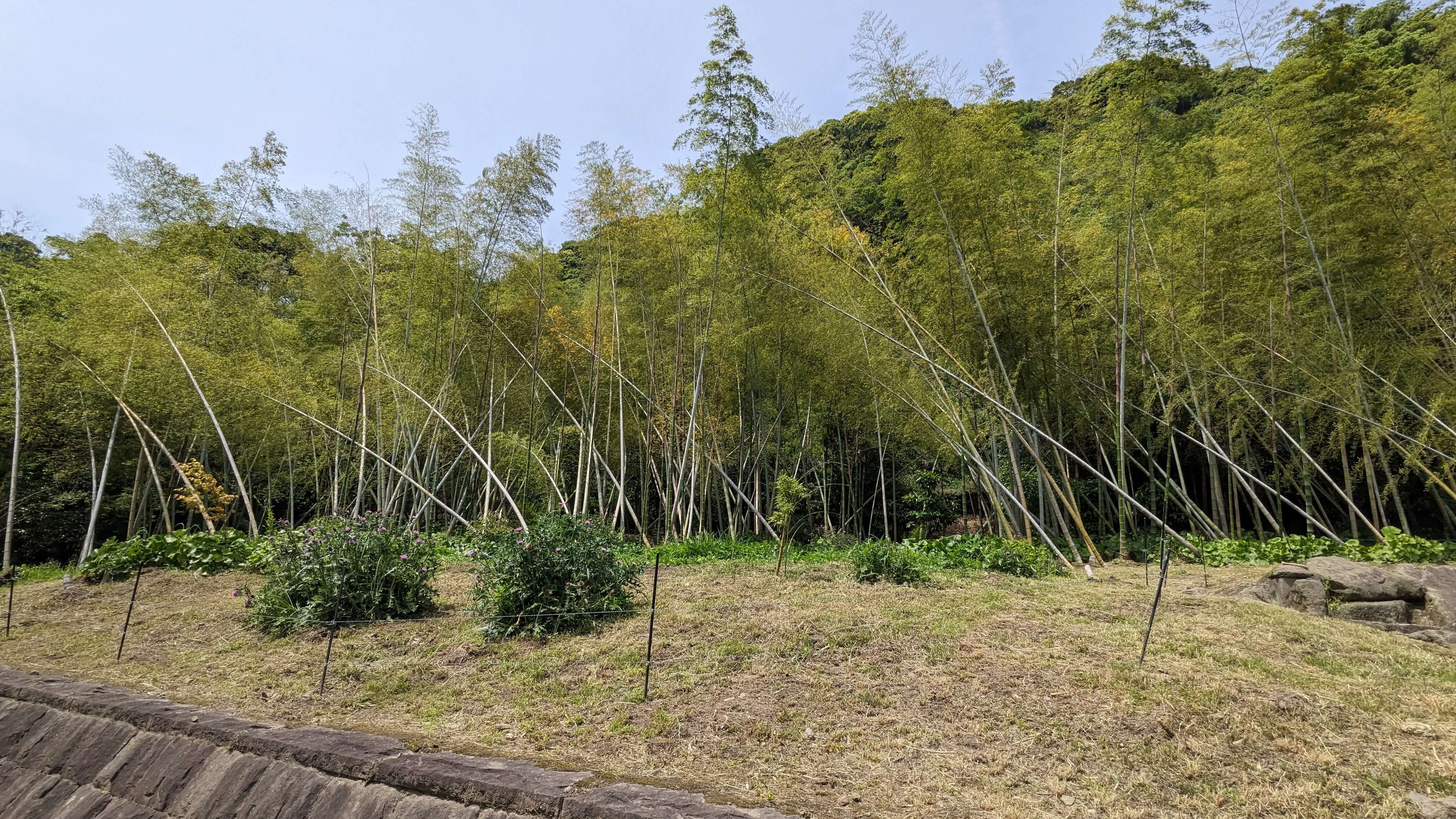 江南竹林 サムネイル 2