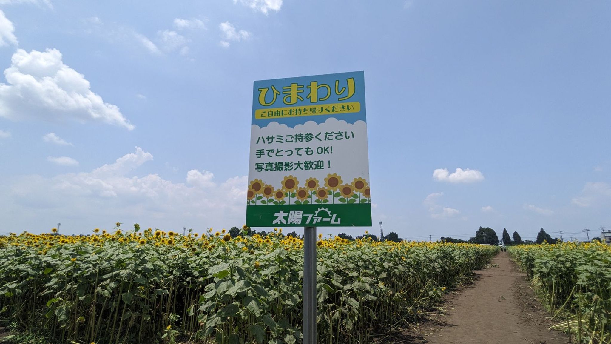 太陽ファーム ひまわり畑 サムネイル 5