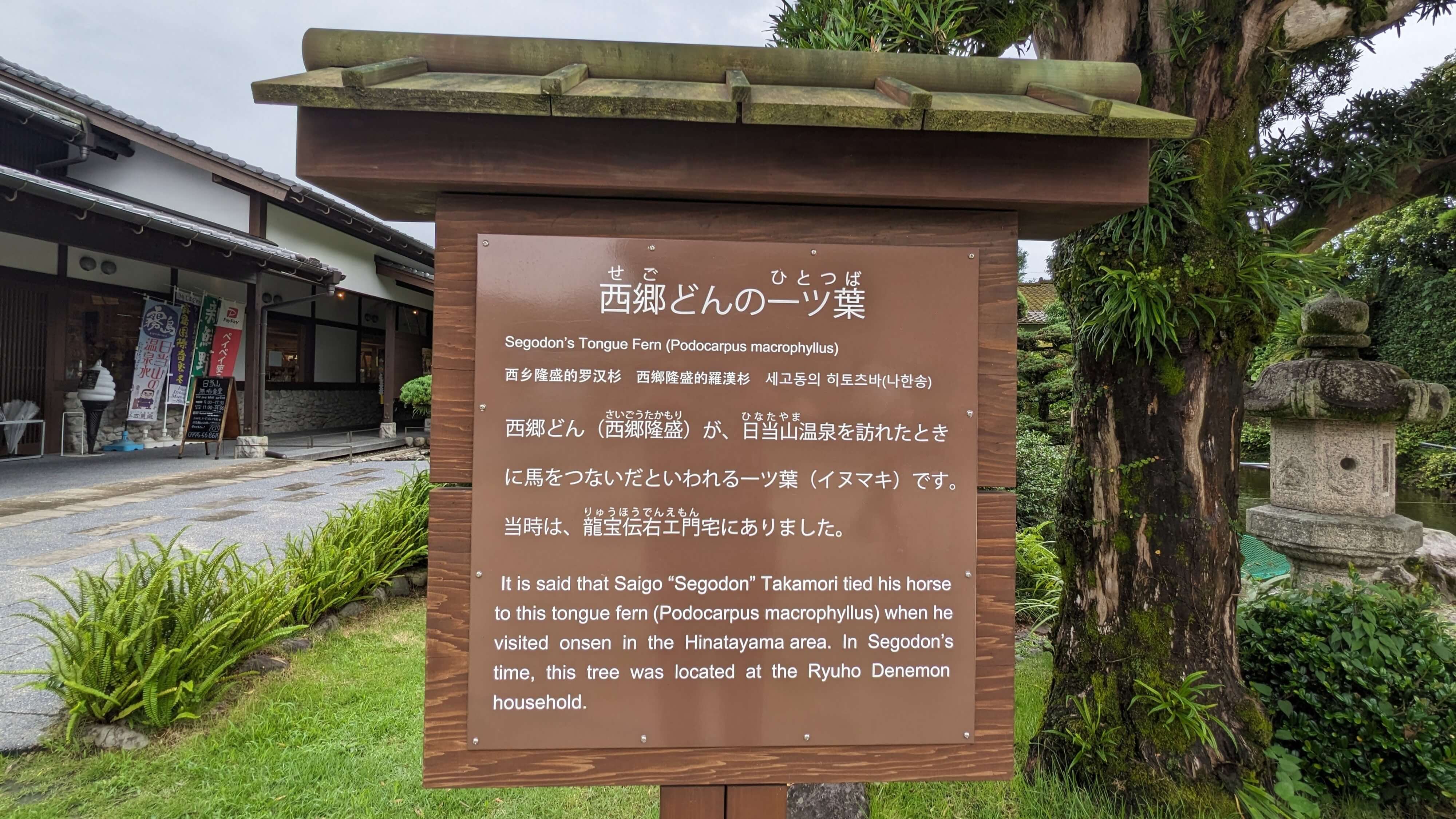 龍宝家のイヌマキ サムネイル 2