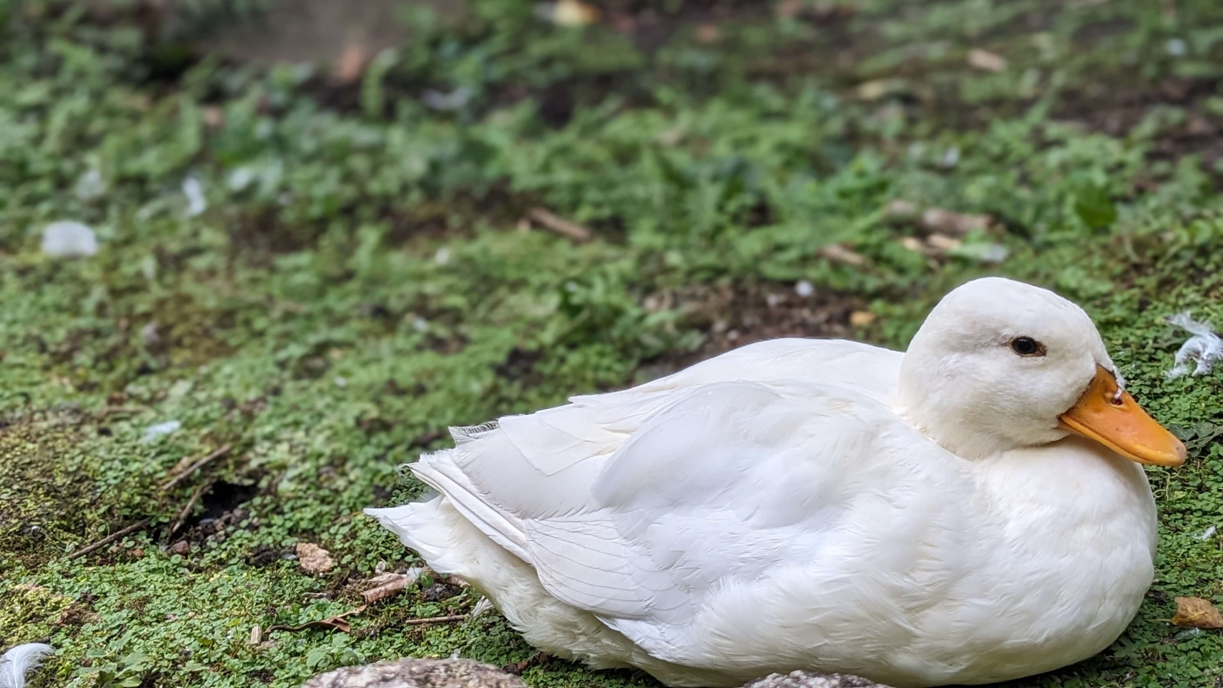 たくさんの動物たち サムネイル 4
