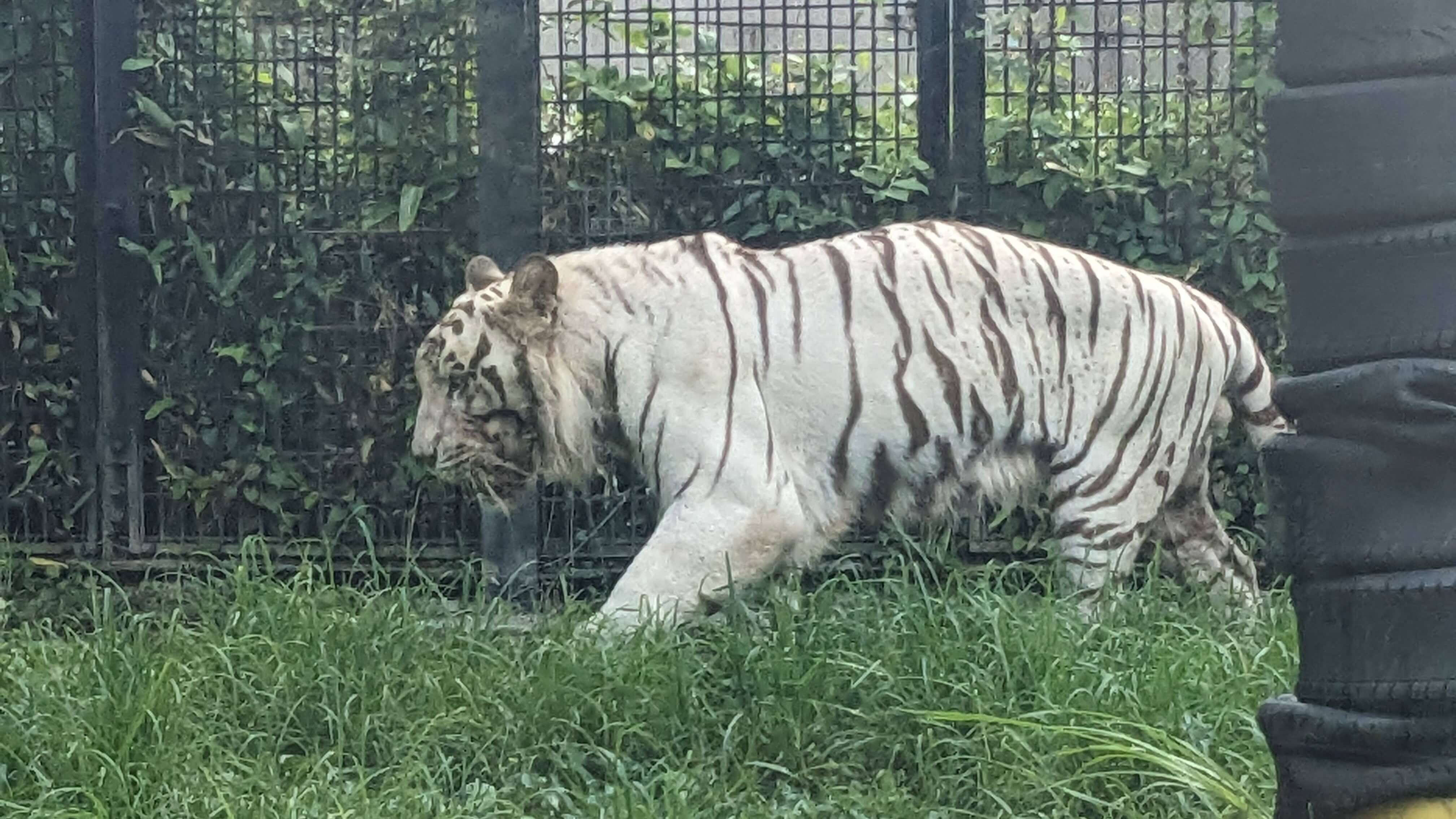 たくさんの動物たち サムネイル 5