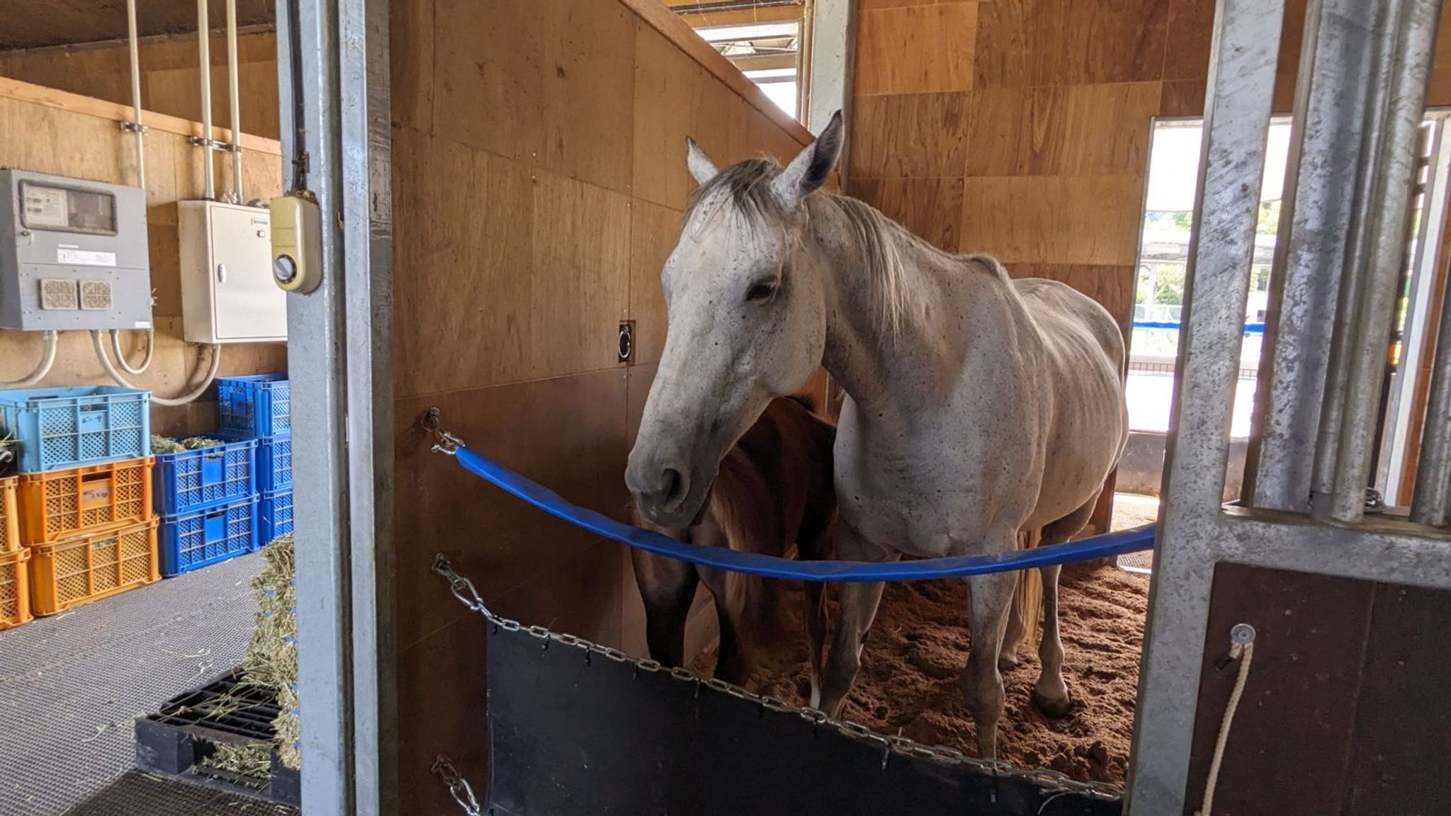 カナディアンキャンプ乗馬クラブ SOO サムネイル 12