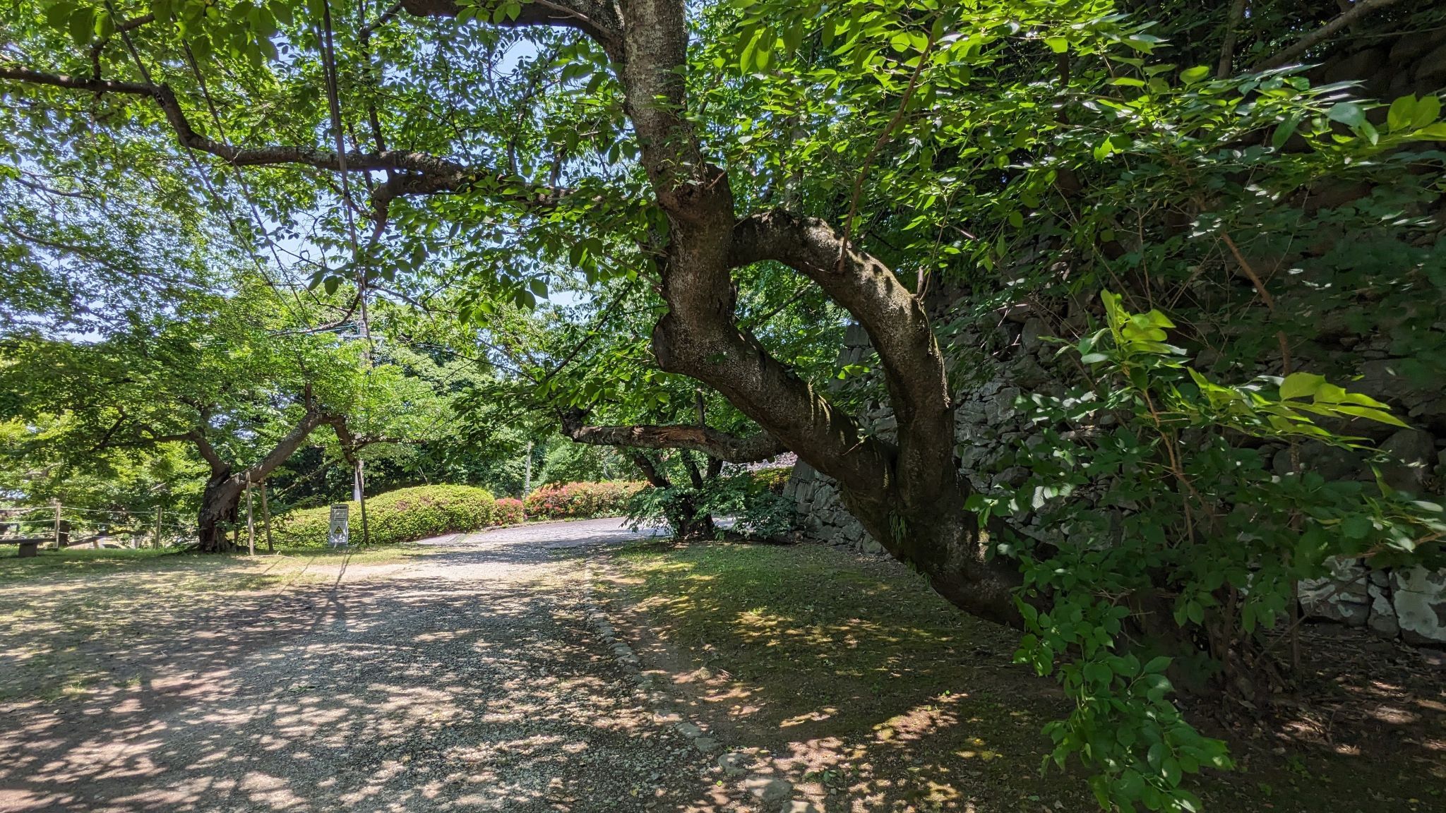 樹木所跡
