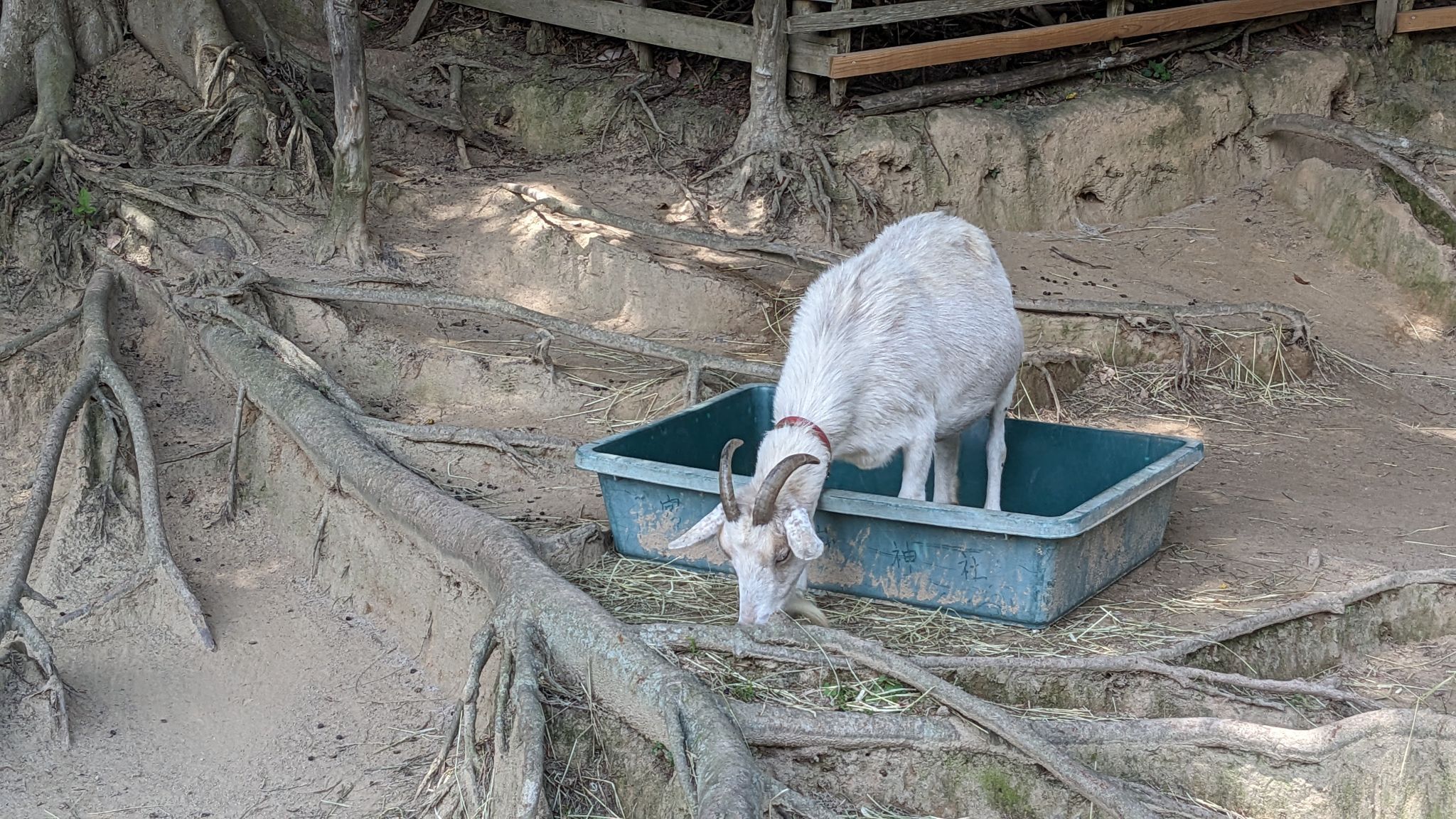 宮ZOO サムネイル 2