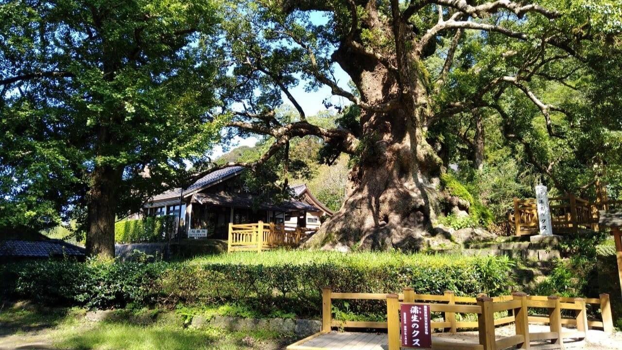 幹の太さが No 1.！日本一太い木。