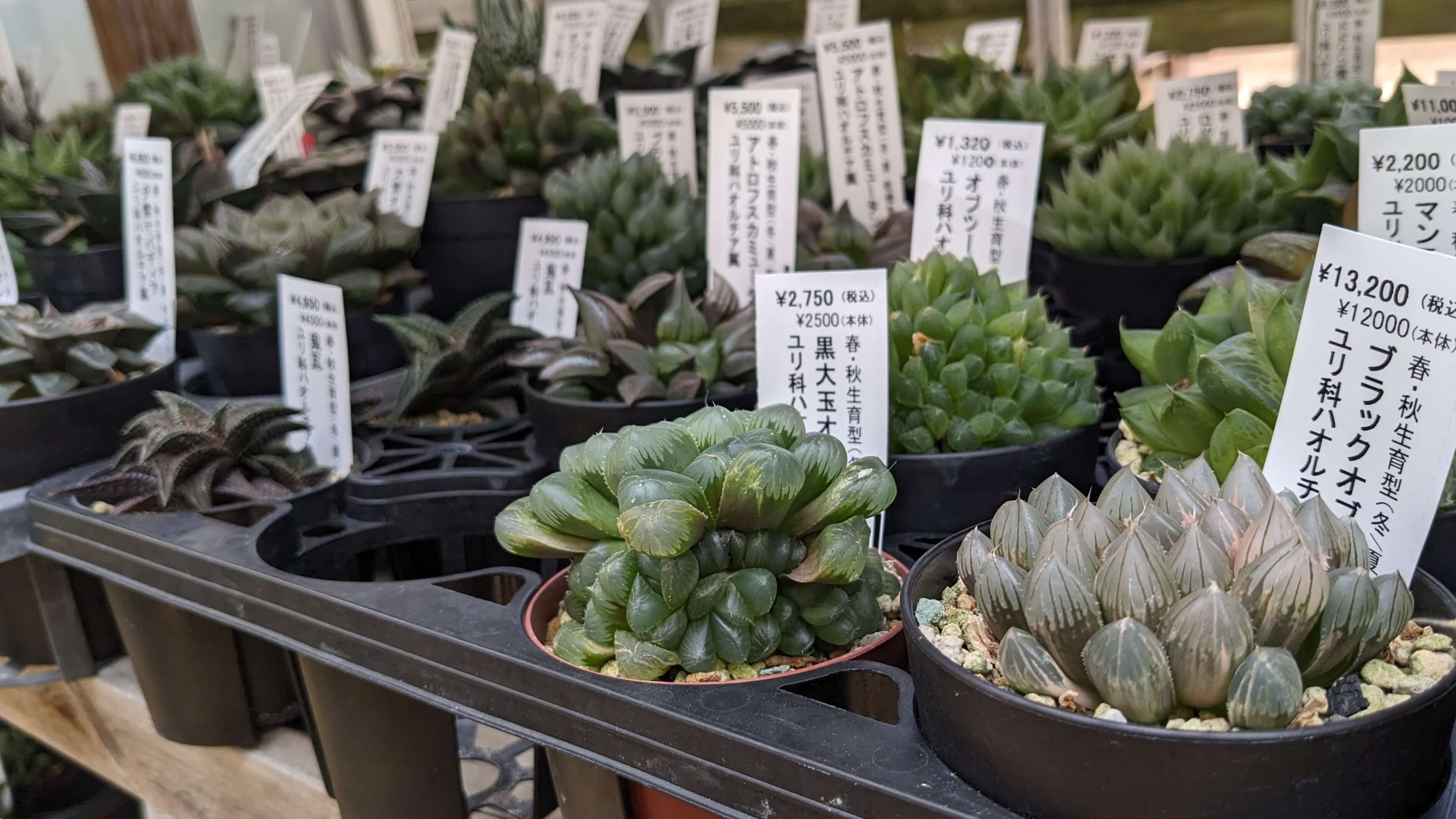 多肉植物工房 花安 サムネイル 4