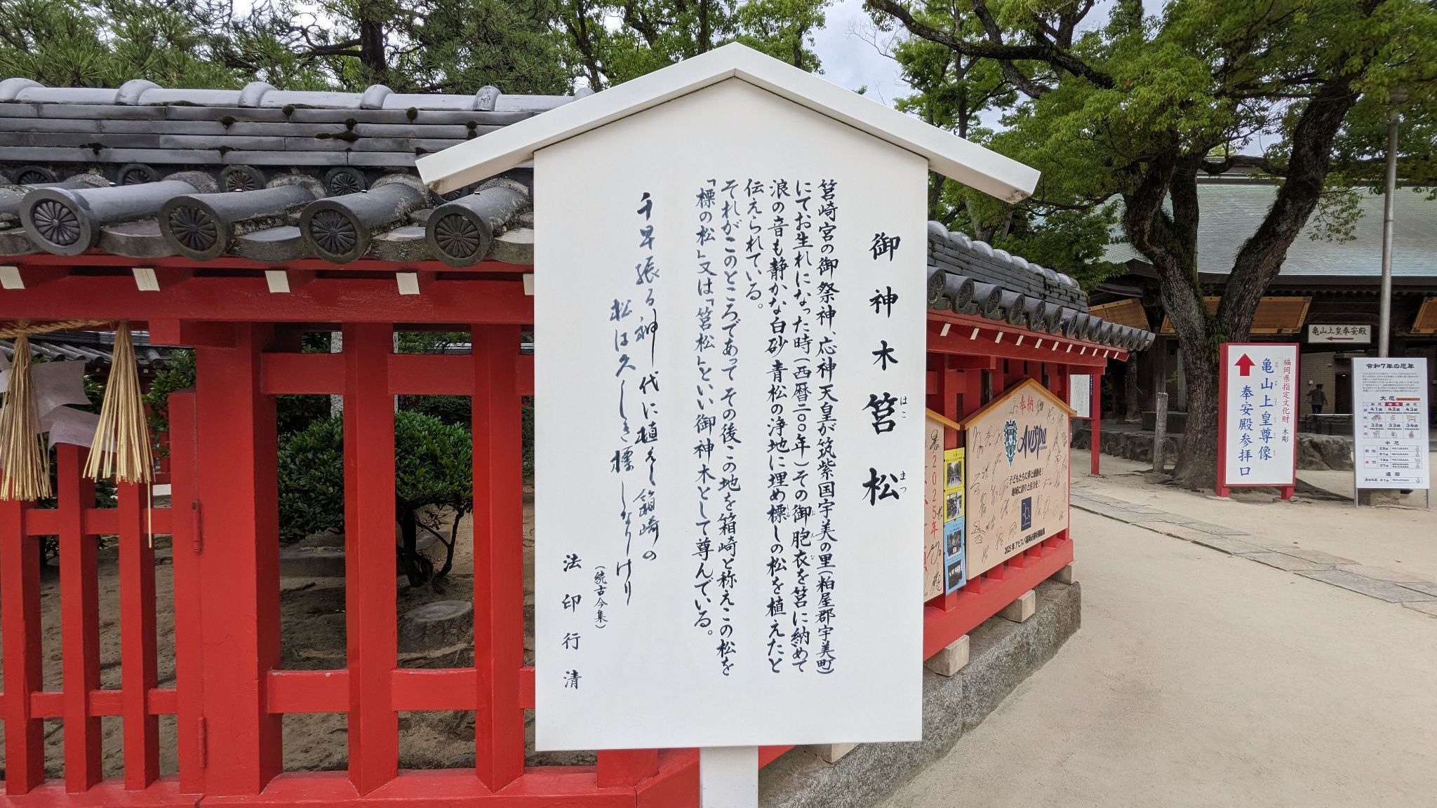 御神木 筥松