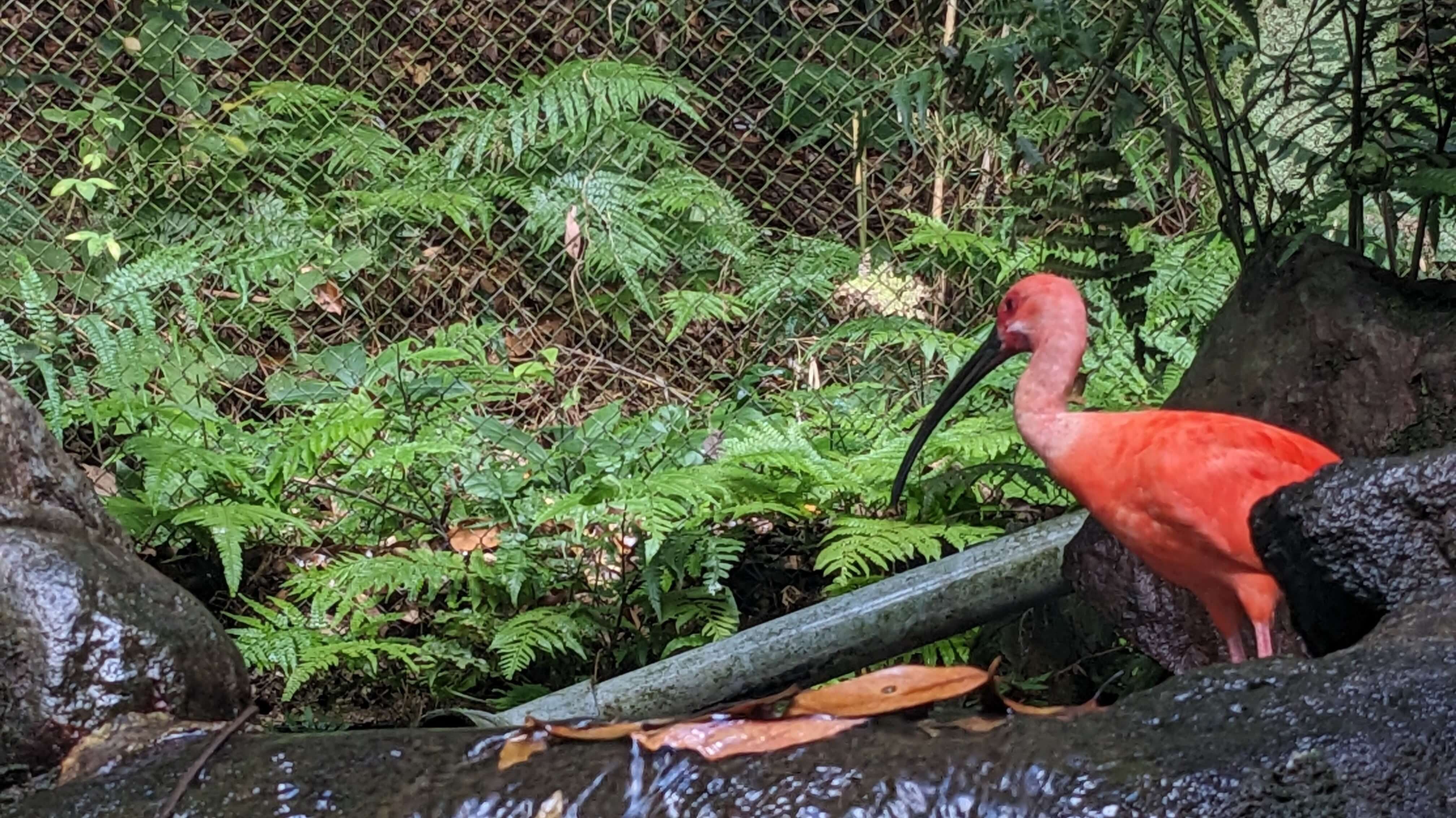 鹿児島市平川動物公園 サムネイル 9