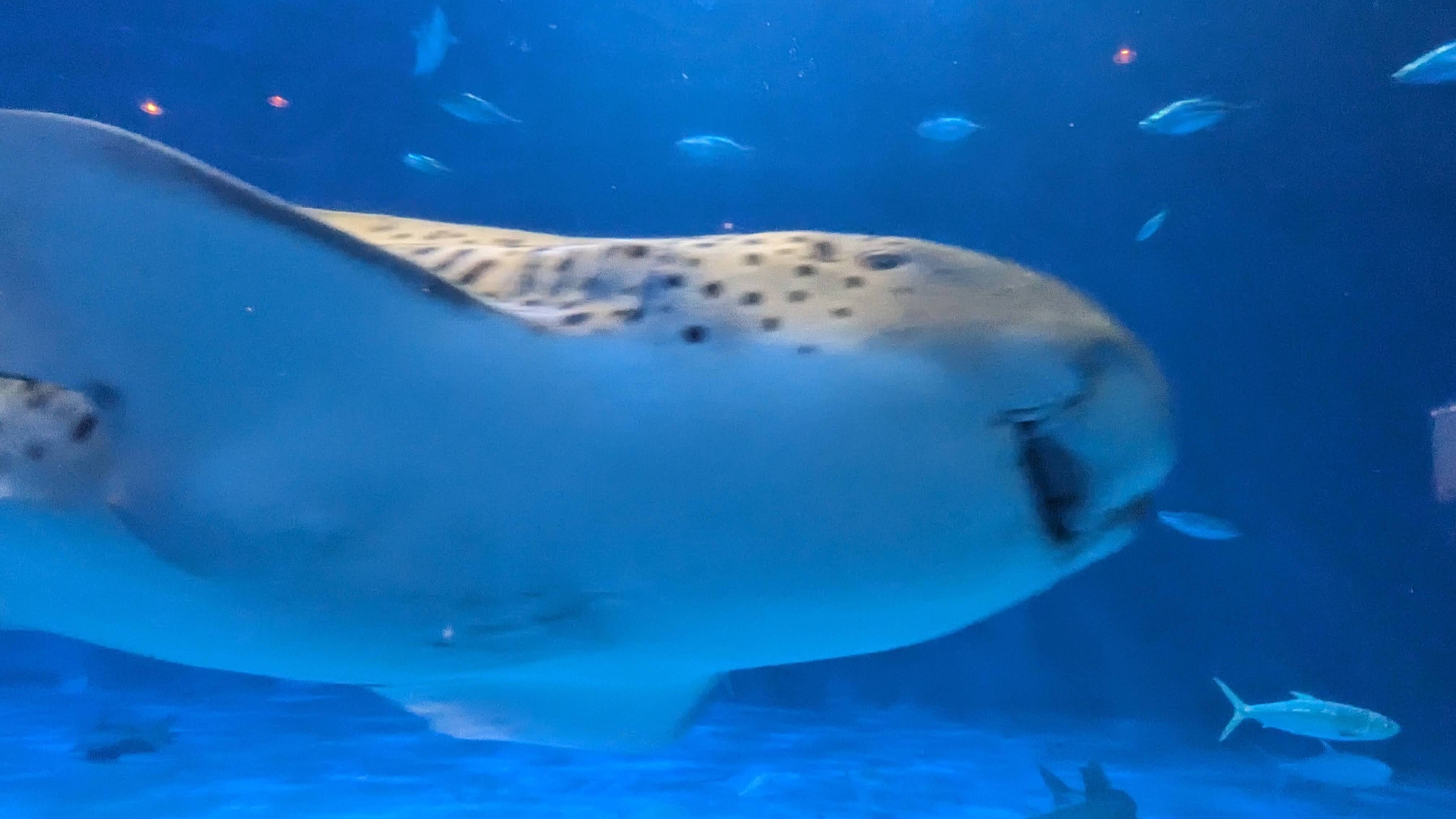 いおワールドかごしま水族館 1