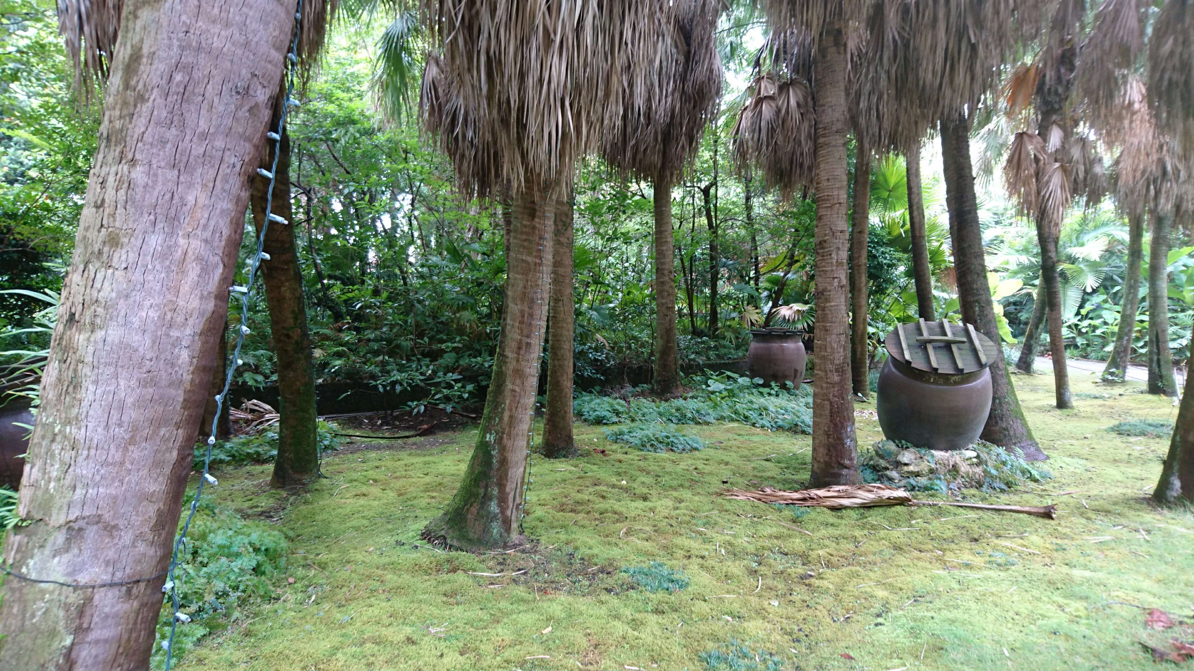 南国特有の植物 サムネイル 3