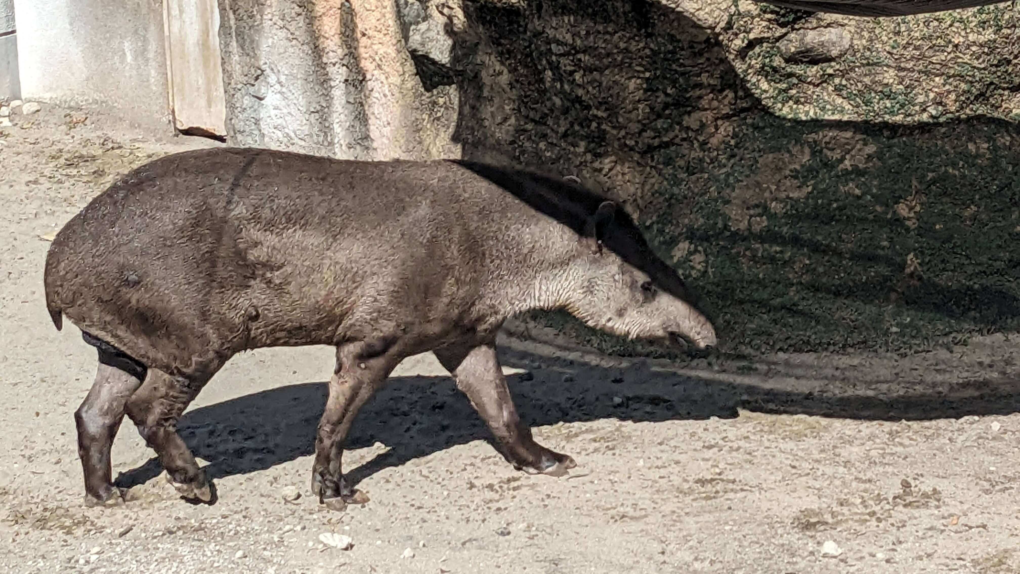 鹿児島市平川動物公園 サムネイル 8