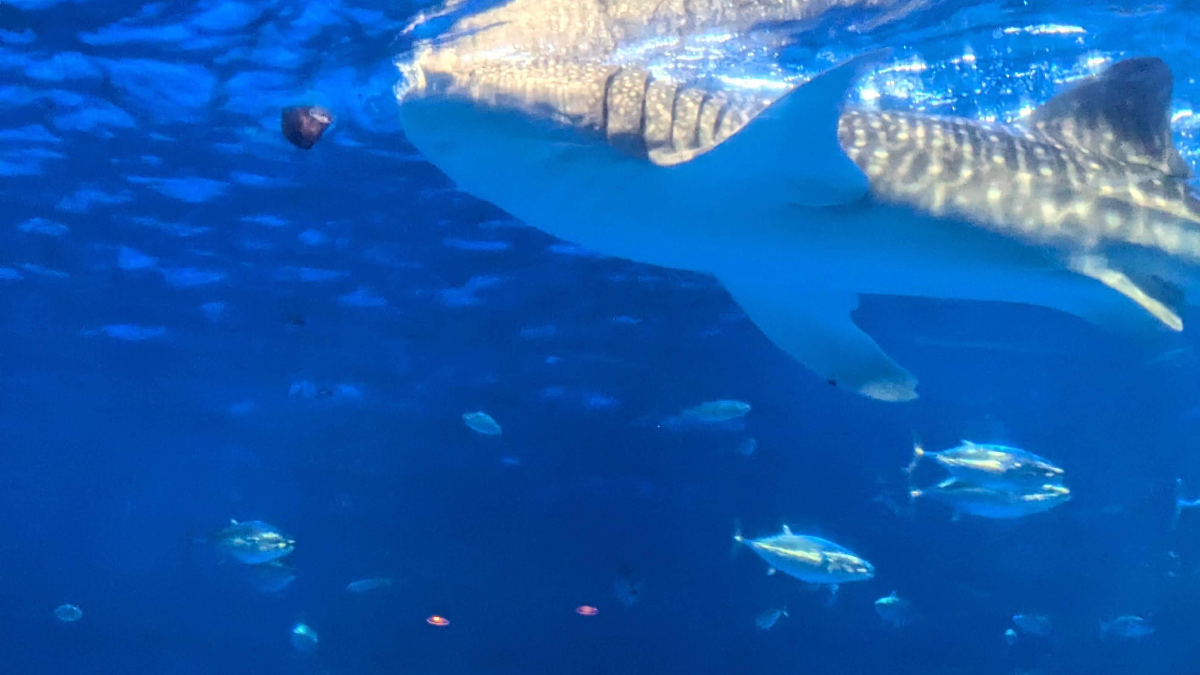 水族館