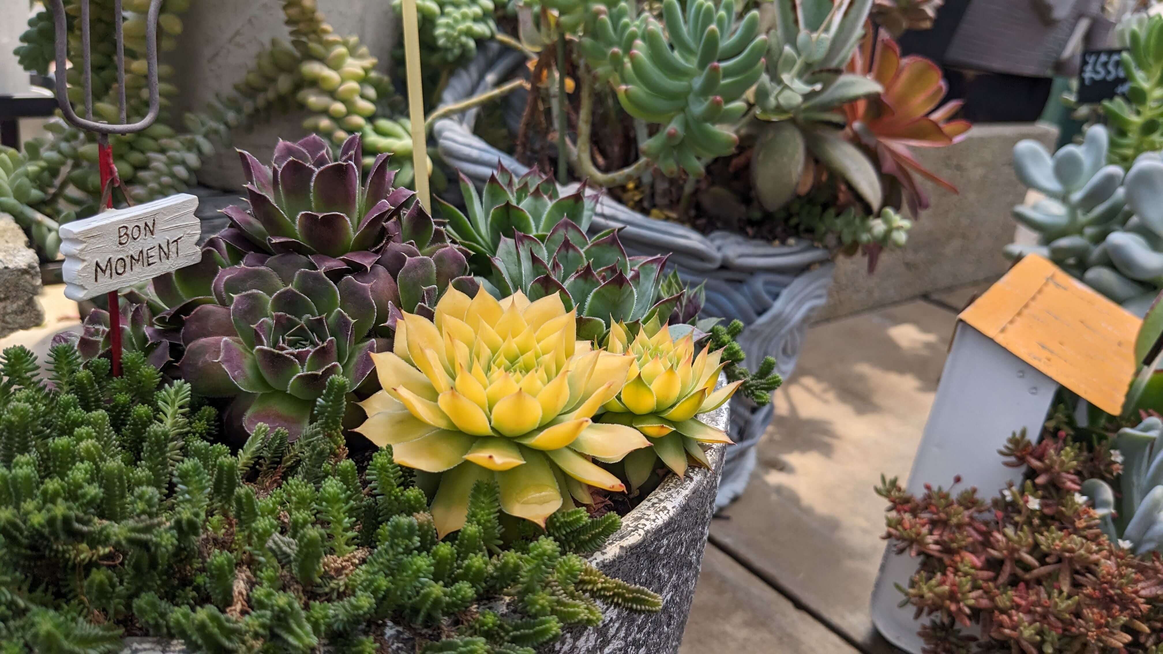 多肉植物工房 花安