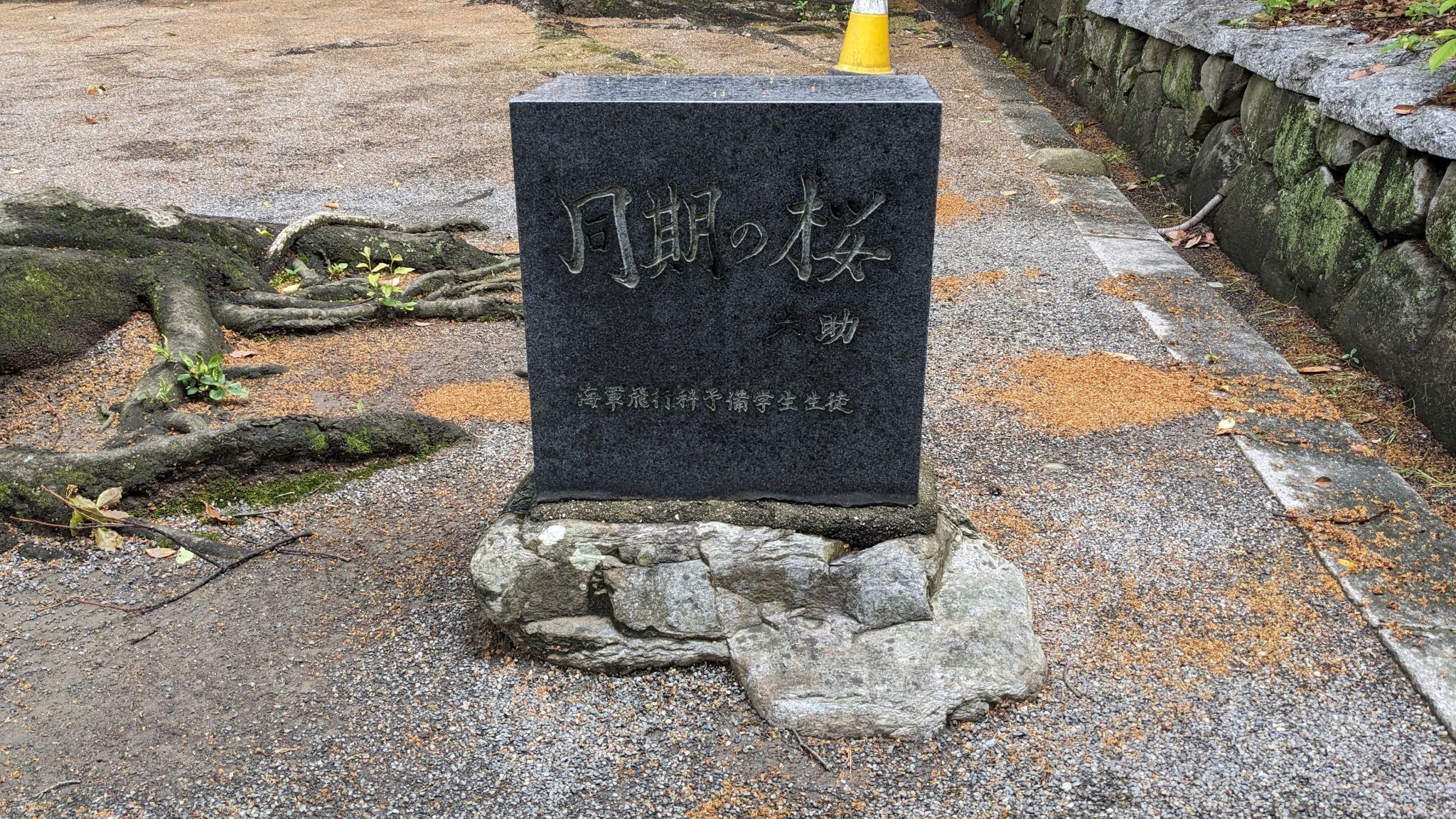 同期の桜 六助