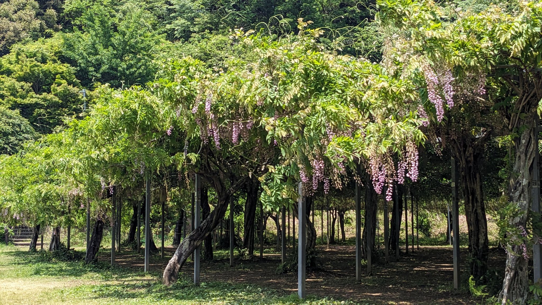 和気公園 サムネイル 5