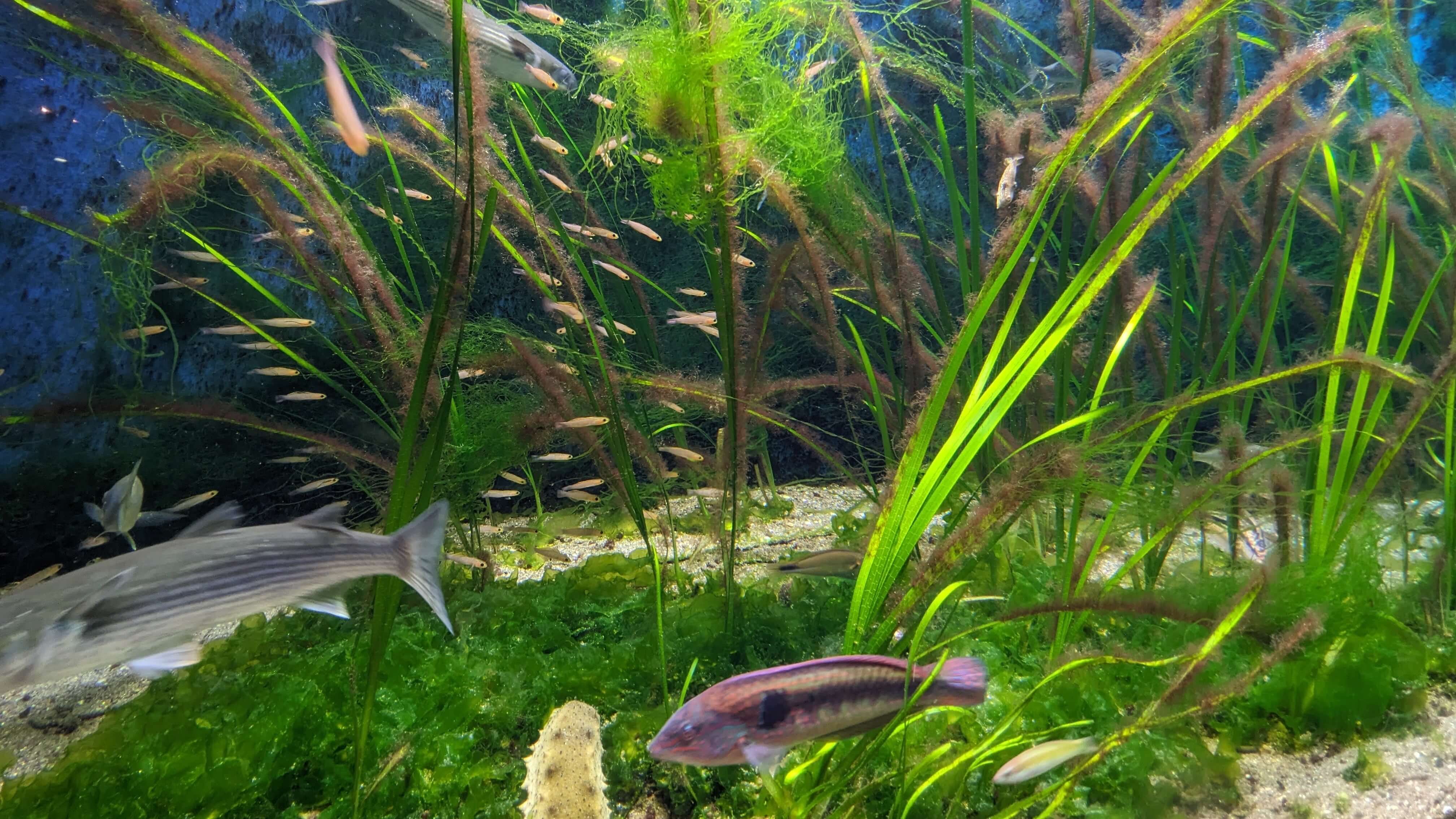 いおワールドかごしま水族館 サムネイル 9