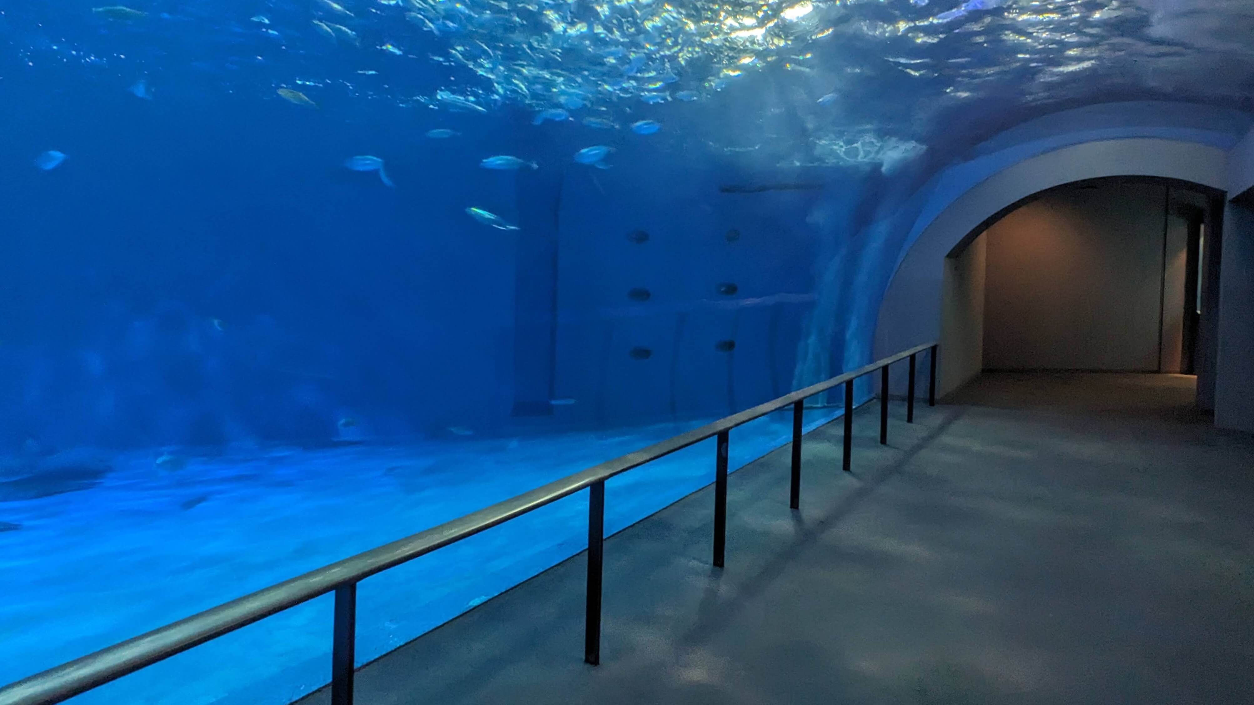 いおワールドかごしま水族館 サムネイル 6