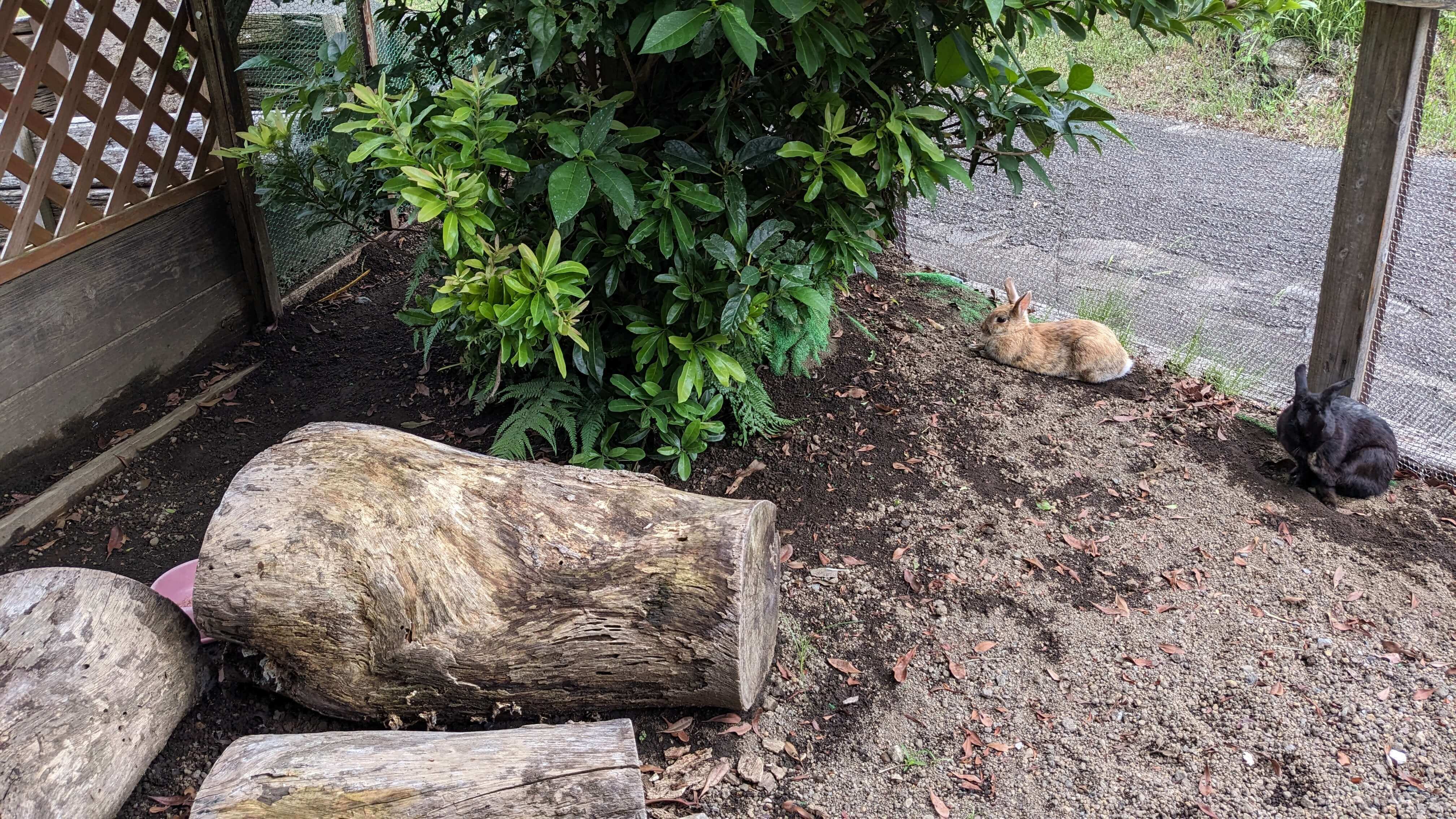 動物たち サムネイル 5