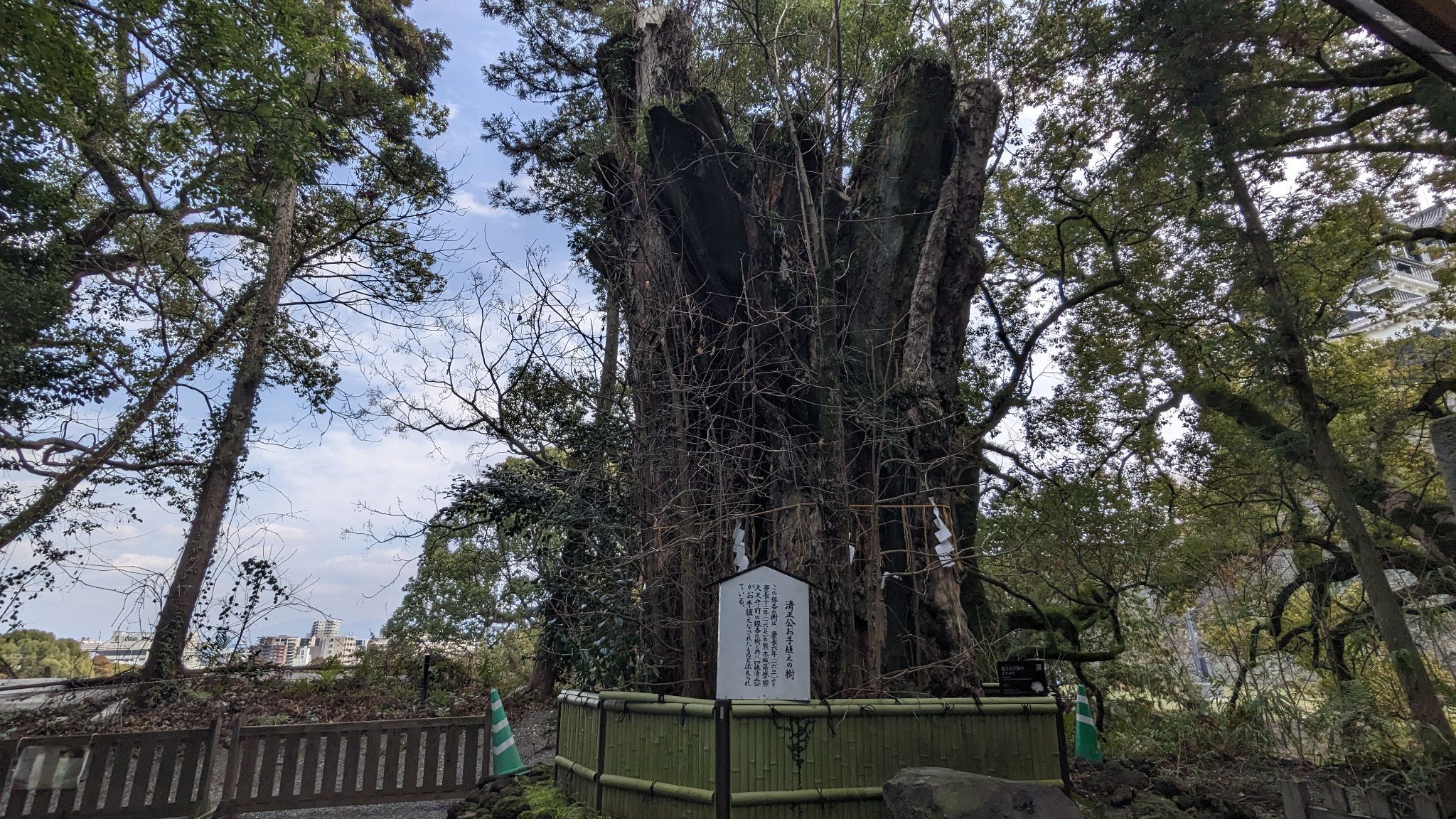 清正公お手植えの樹