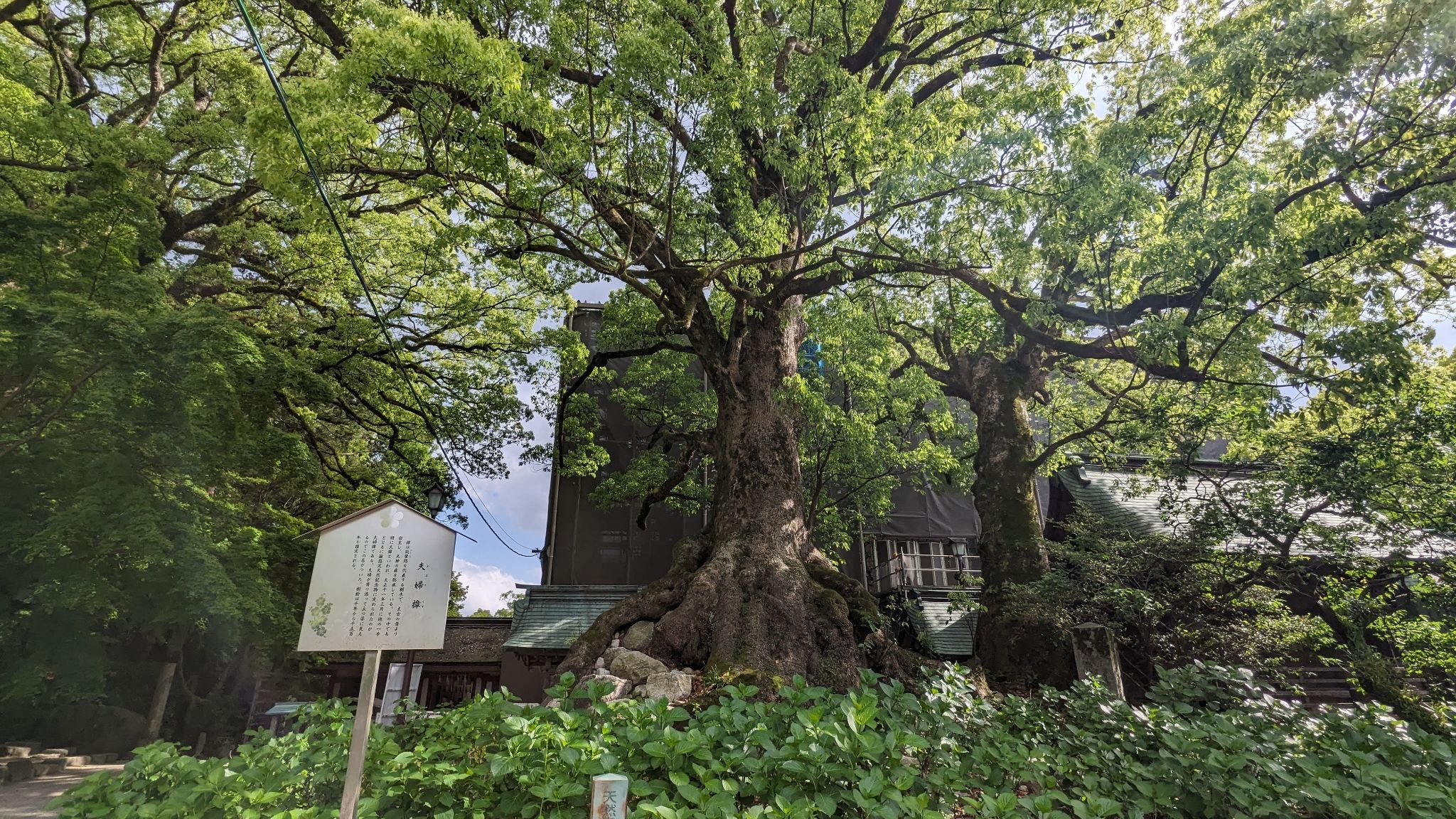 夫婦樟