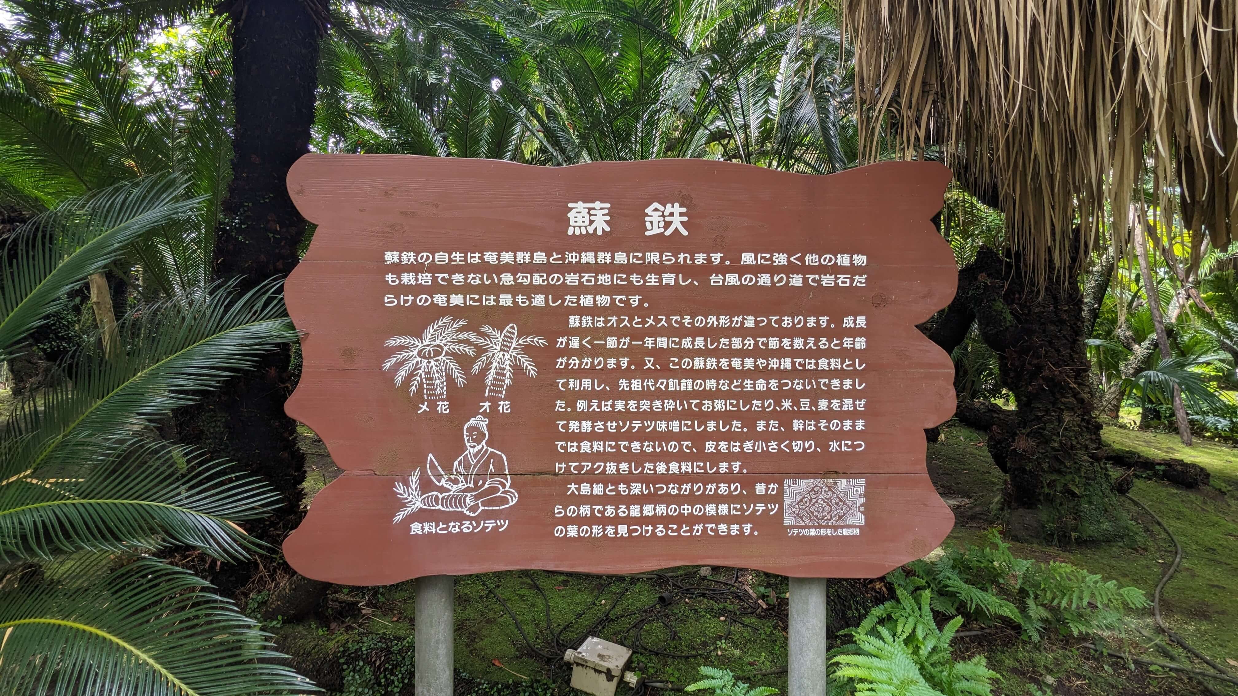 南国特有の植物 サムネイル 2