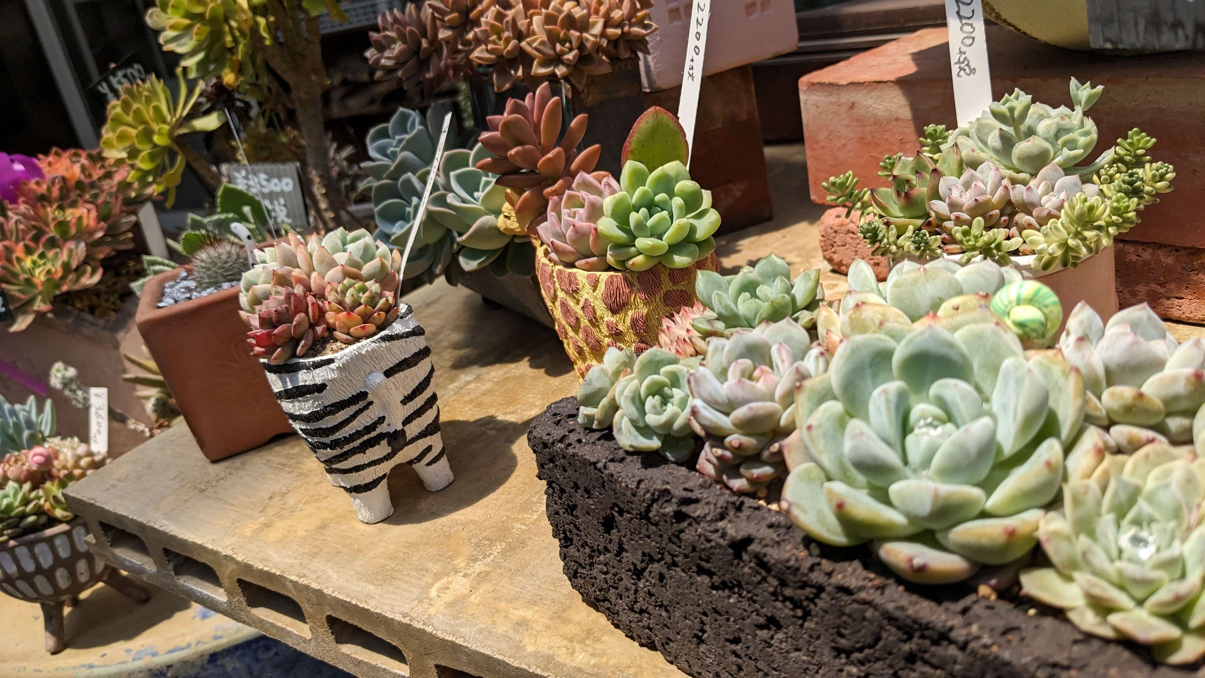 多肉植物工房 花安 サムネイル 3