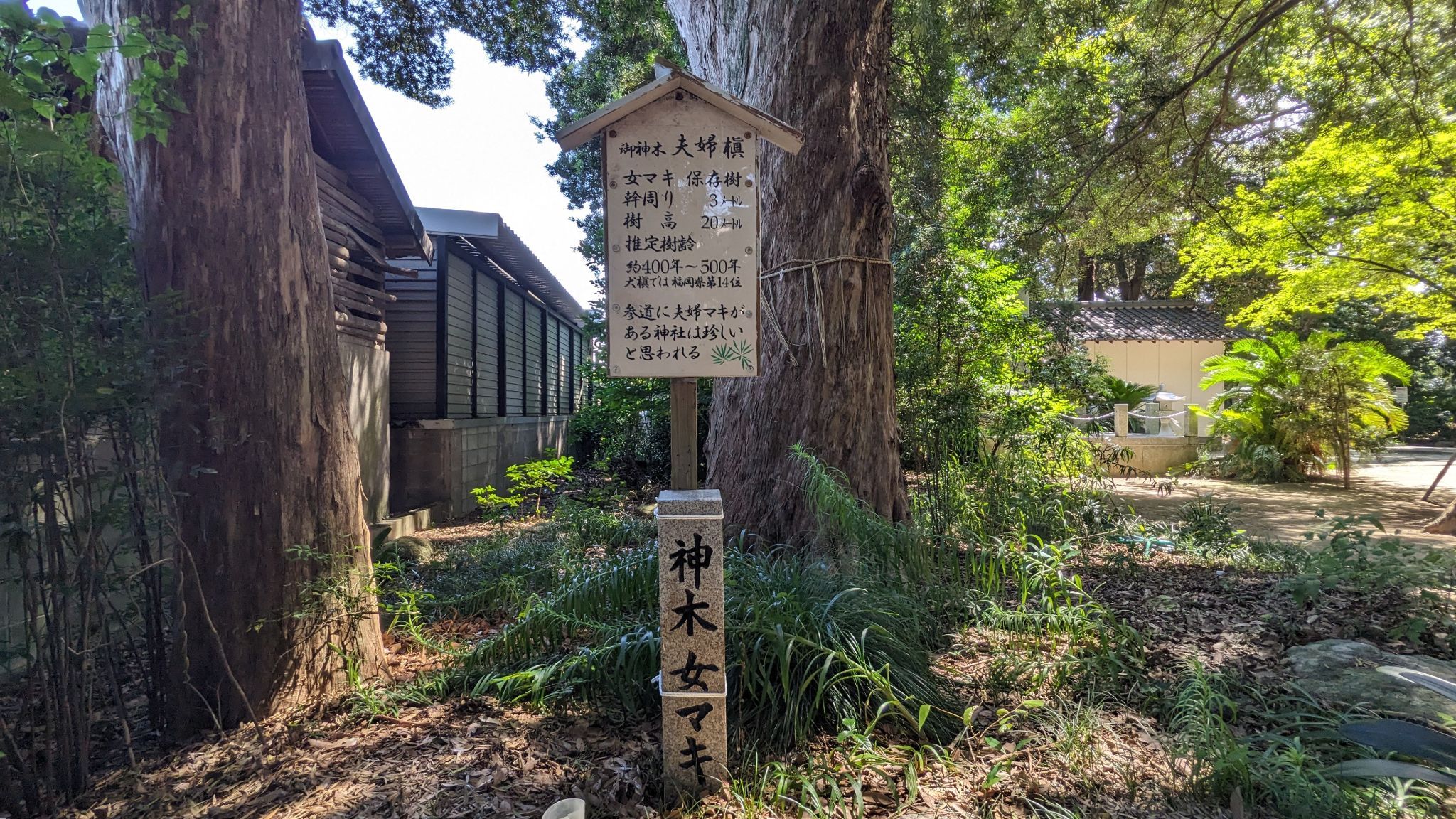神木女 マキ