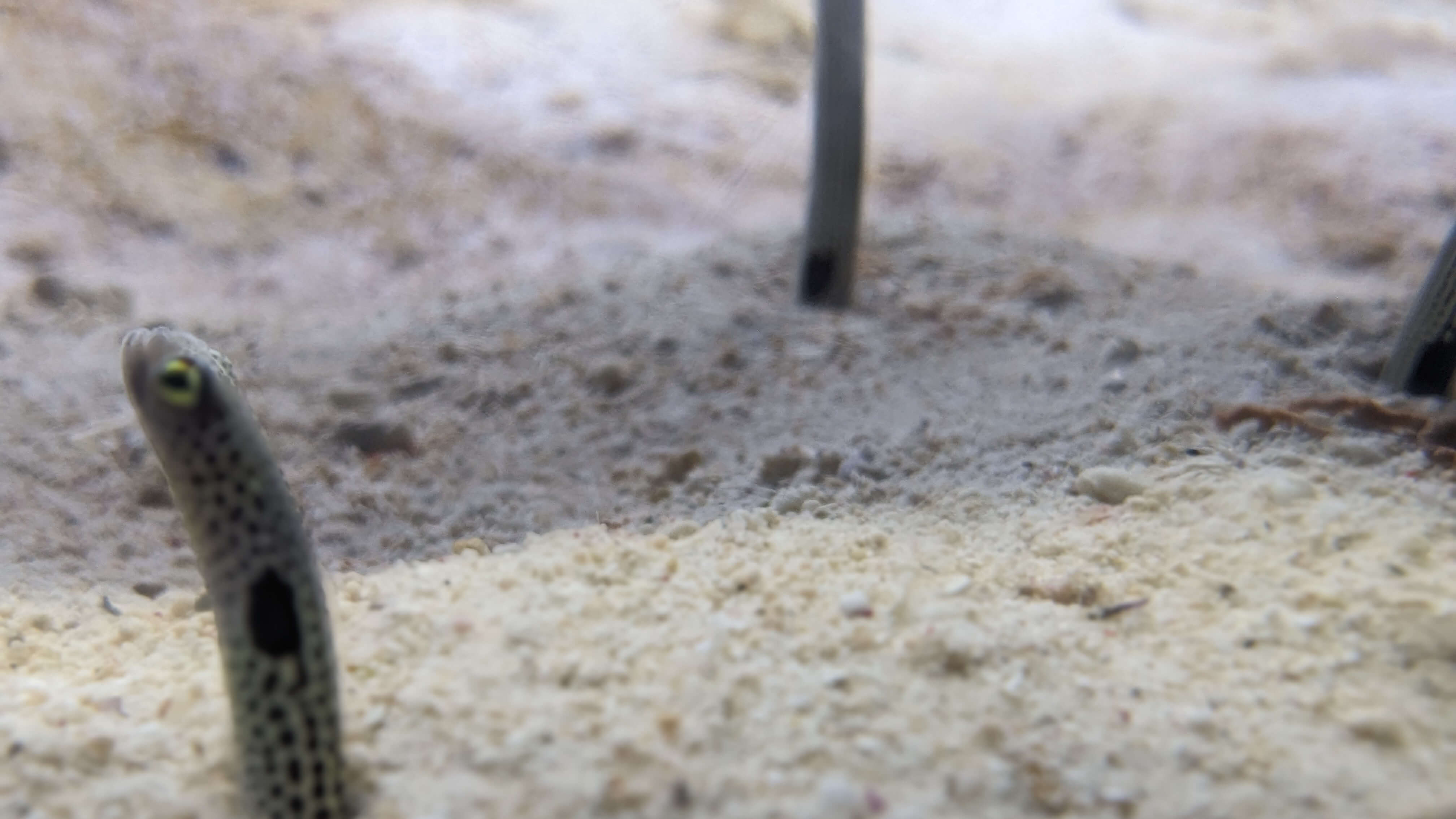 いおワールドかごしま水族館 サムネイル 8