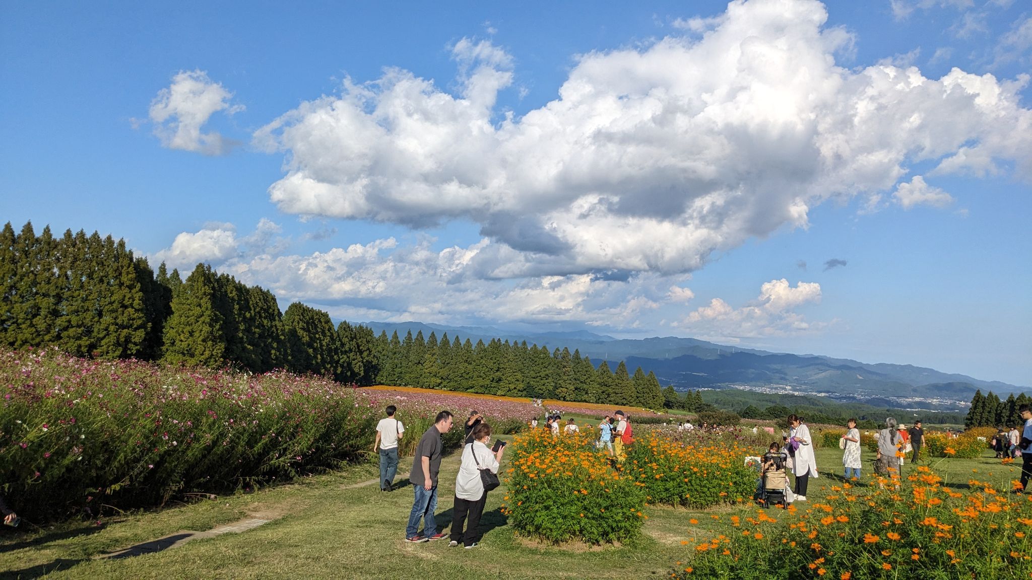 【生駒高原】霧島連山を背景に咲き誇る四季の花：ポピー・アジサイ・コキア・コスモスのフォトスポット