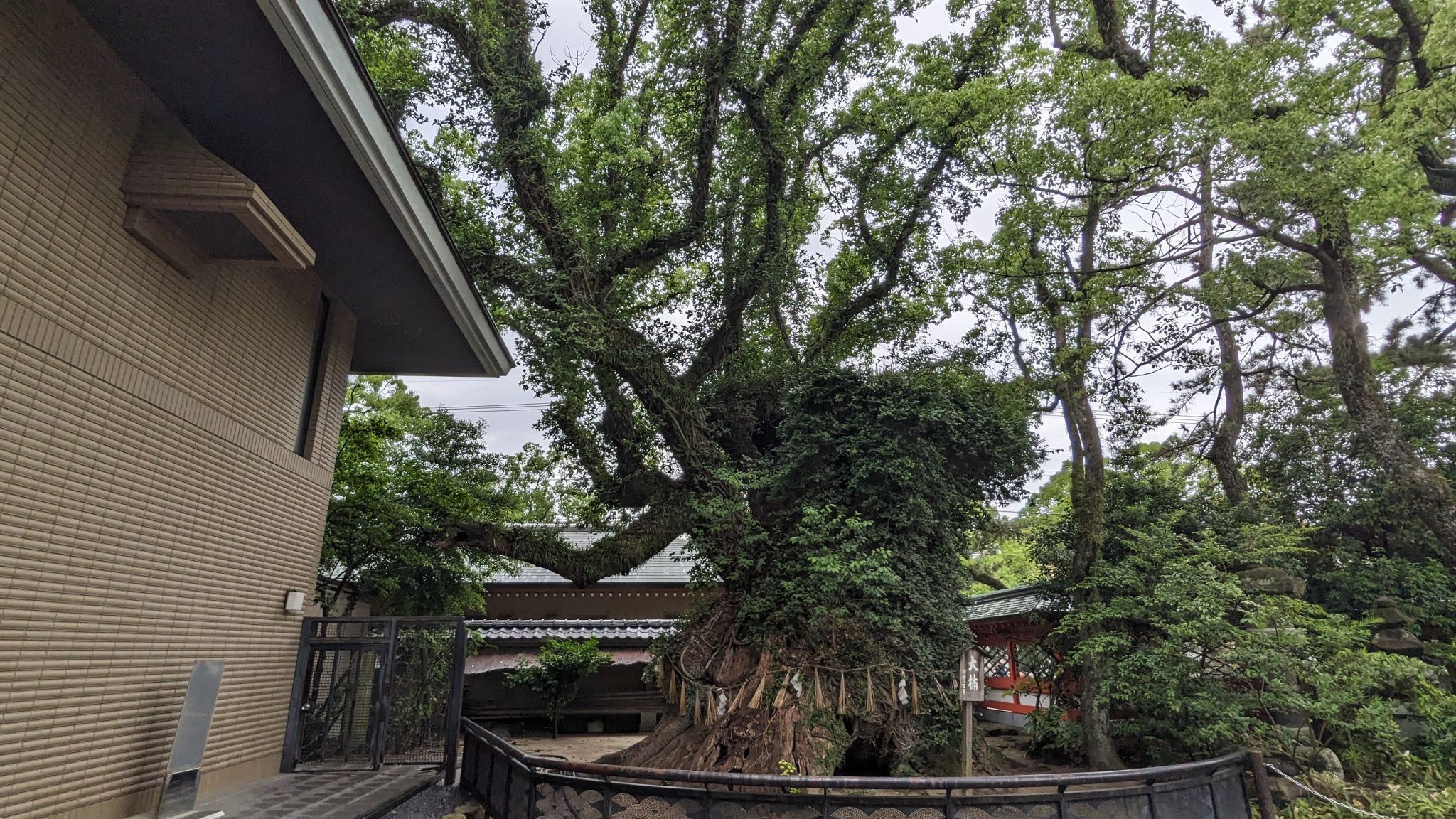 大楠