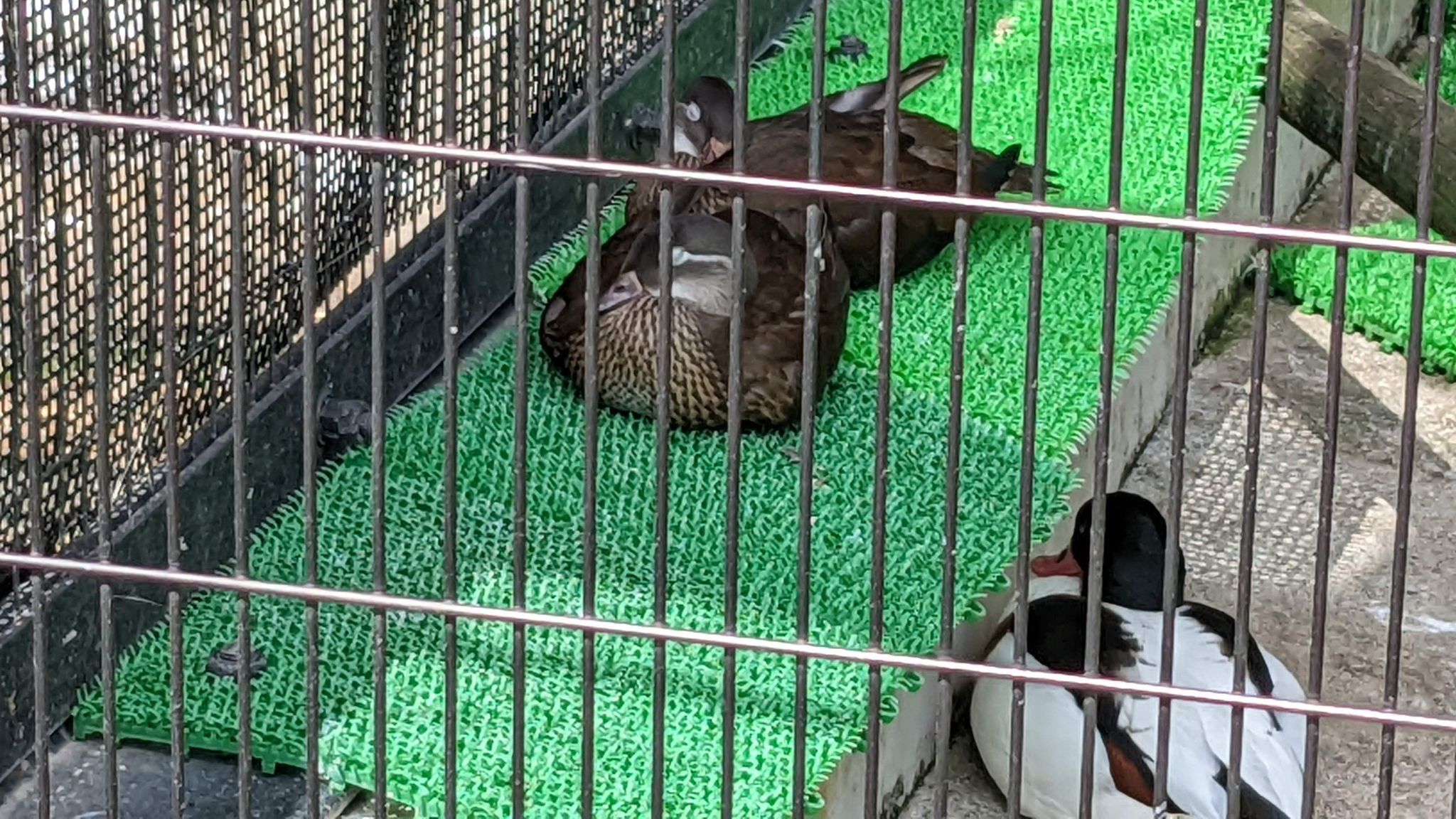 【野毛山動物園】野毛山動物園で出会う動物たちとの触れ合い旅日記