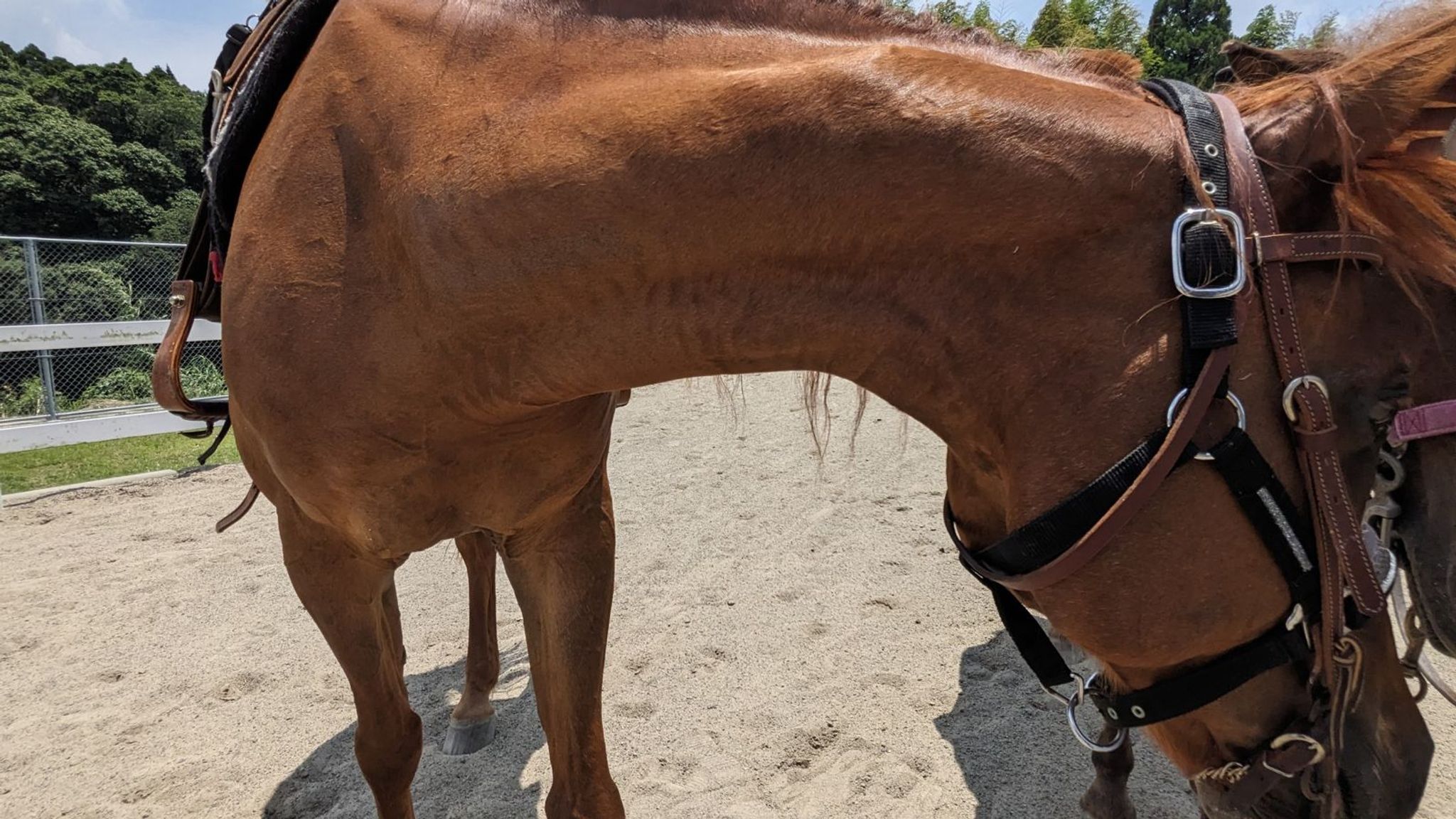 カナディアンキャンプ乗馬クラブ SOO サムネイル 10