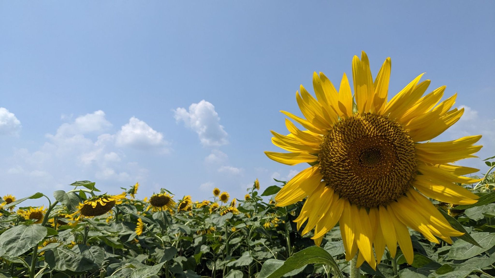 太陽ファーム ひまわり畑 サムネイル 9