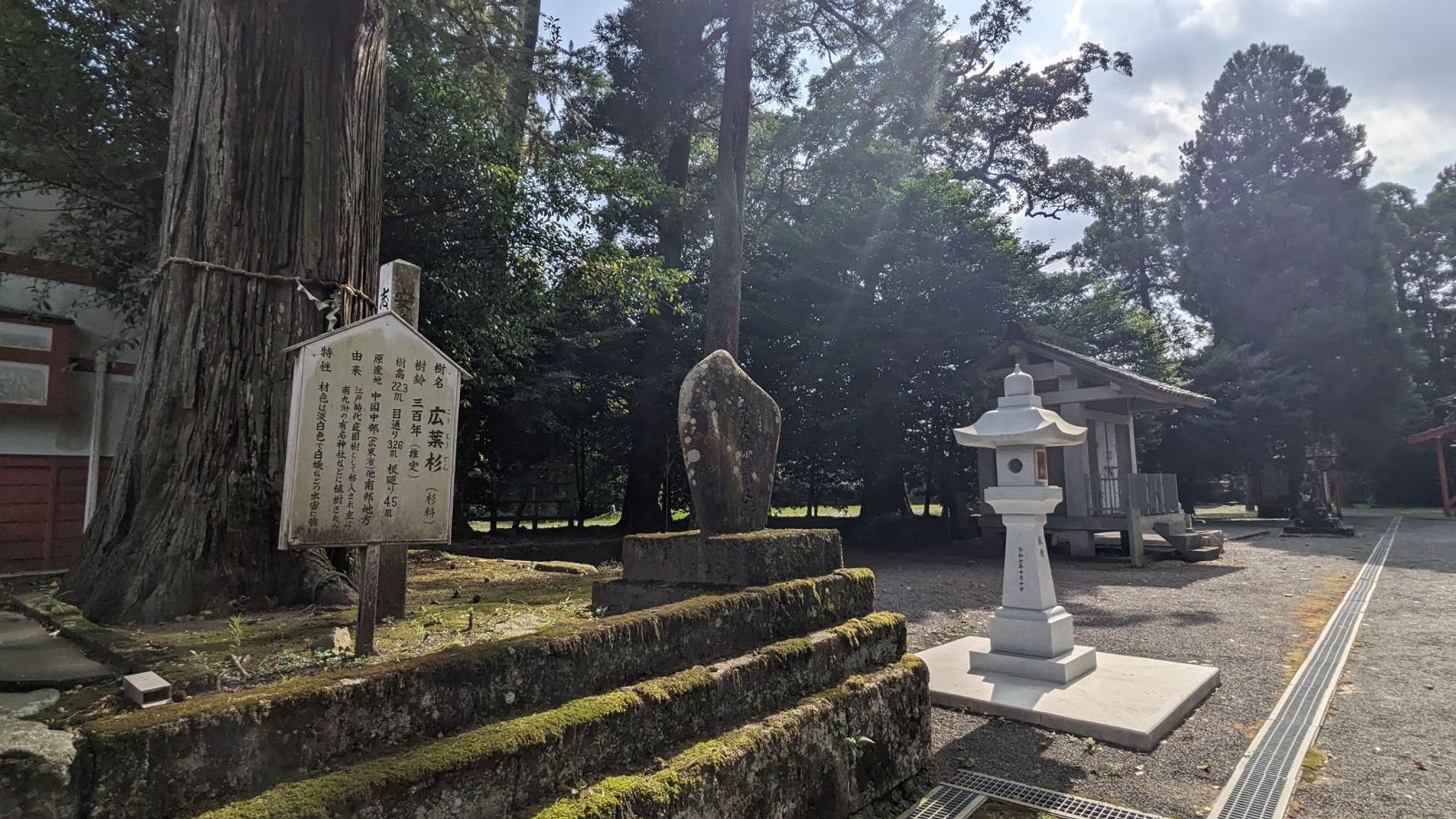 広葉杉