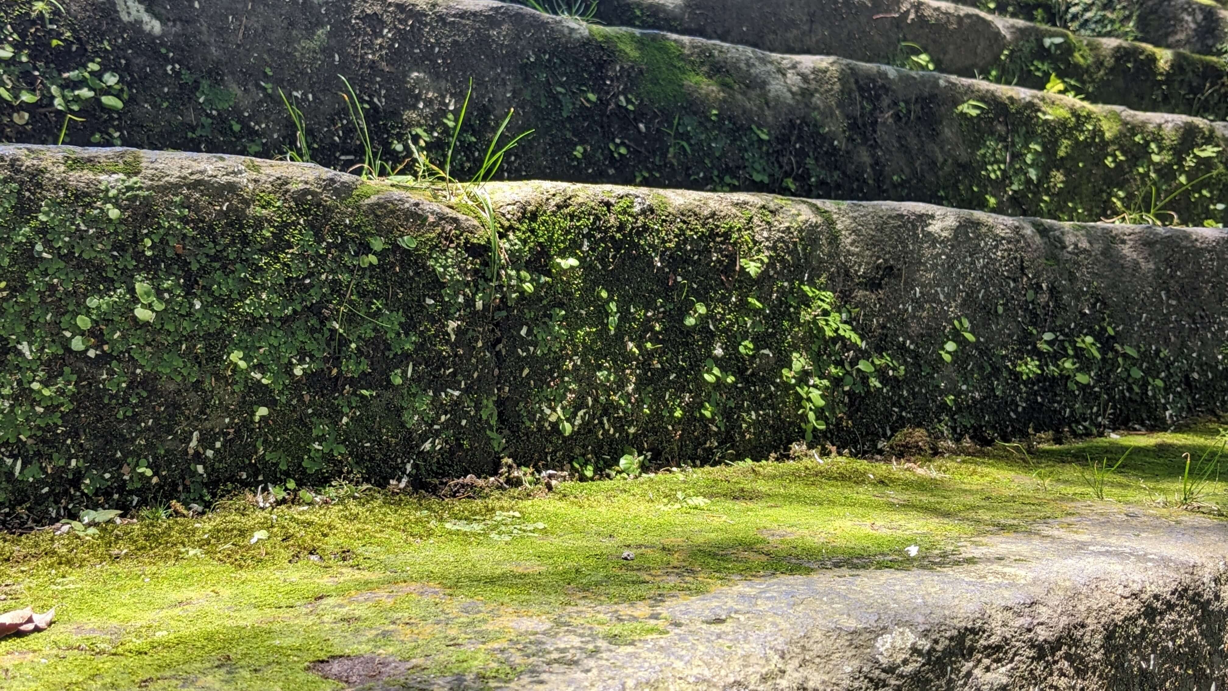 鹿児島市西郷隆盛墓（南洲墓地） サムネイル 5